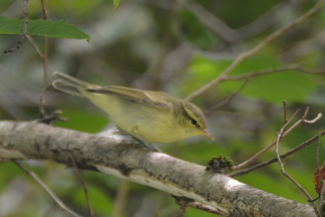Green Warbler