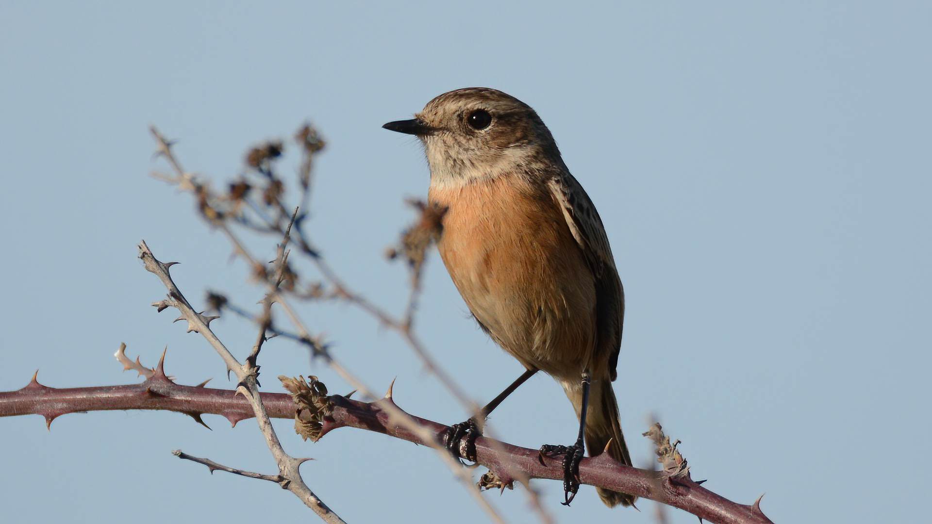 European Stonechat