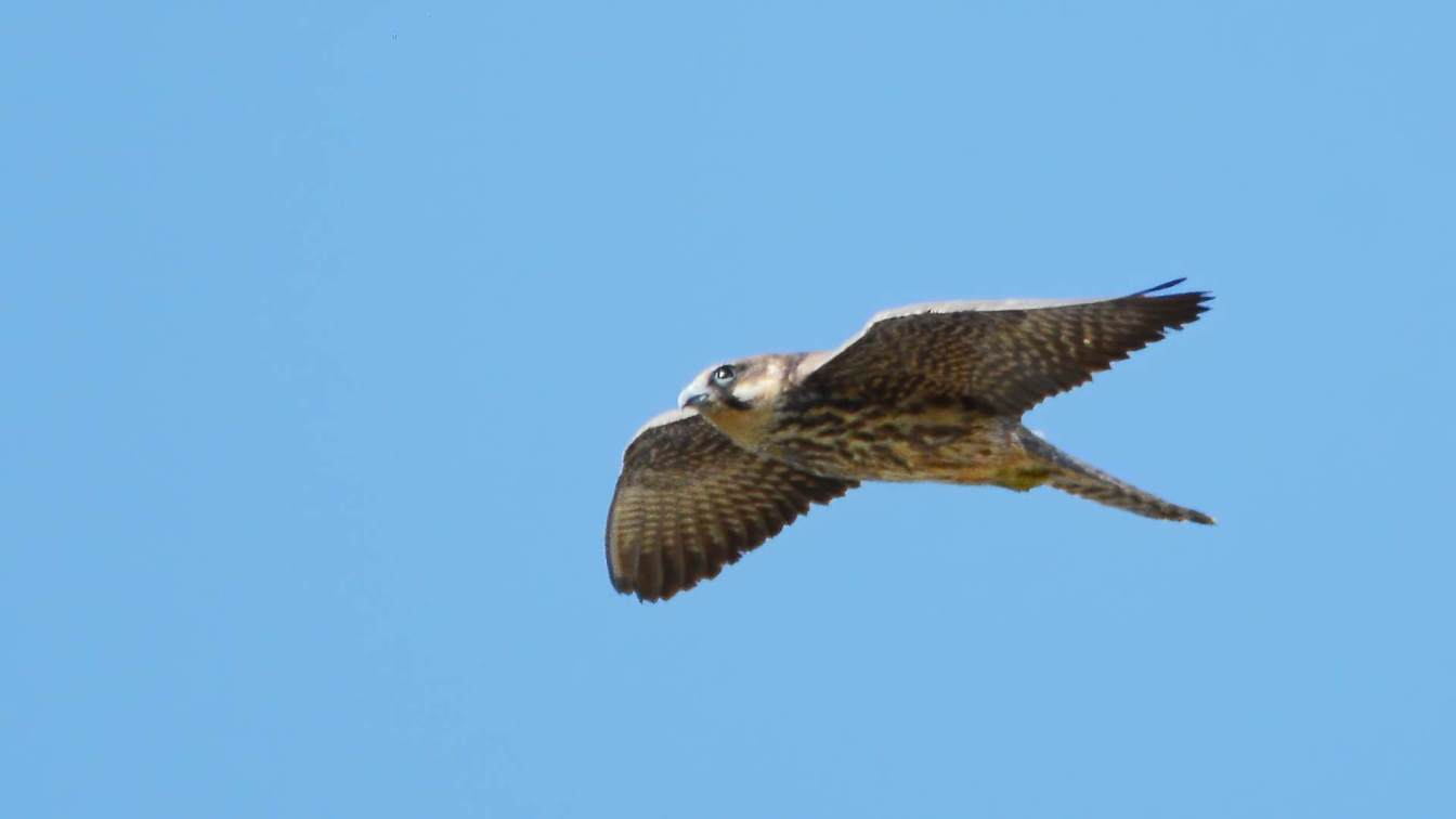 Eleonora's Falcon
