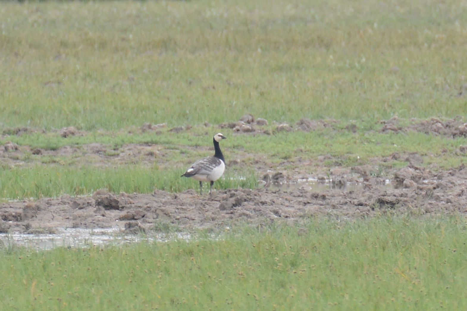 Barnacle Goose