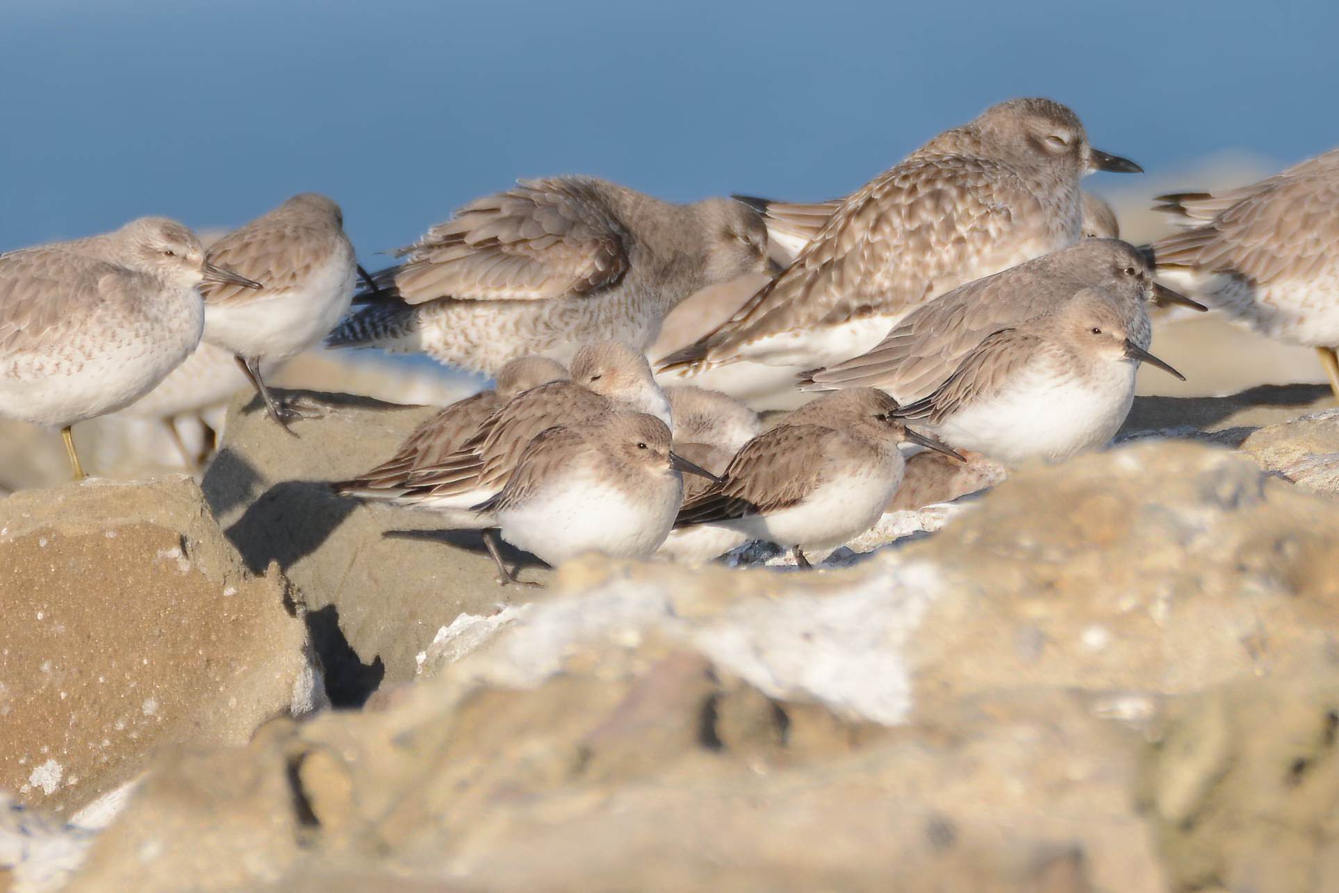 Dunlin