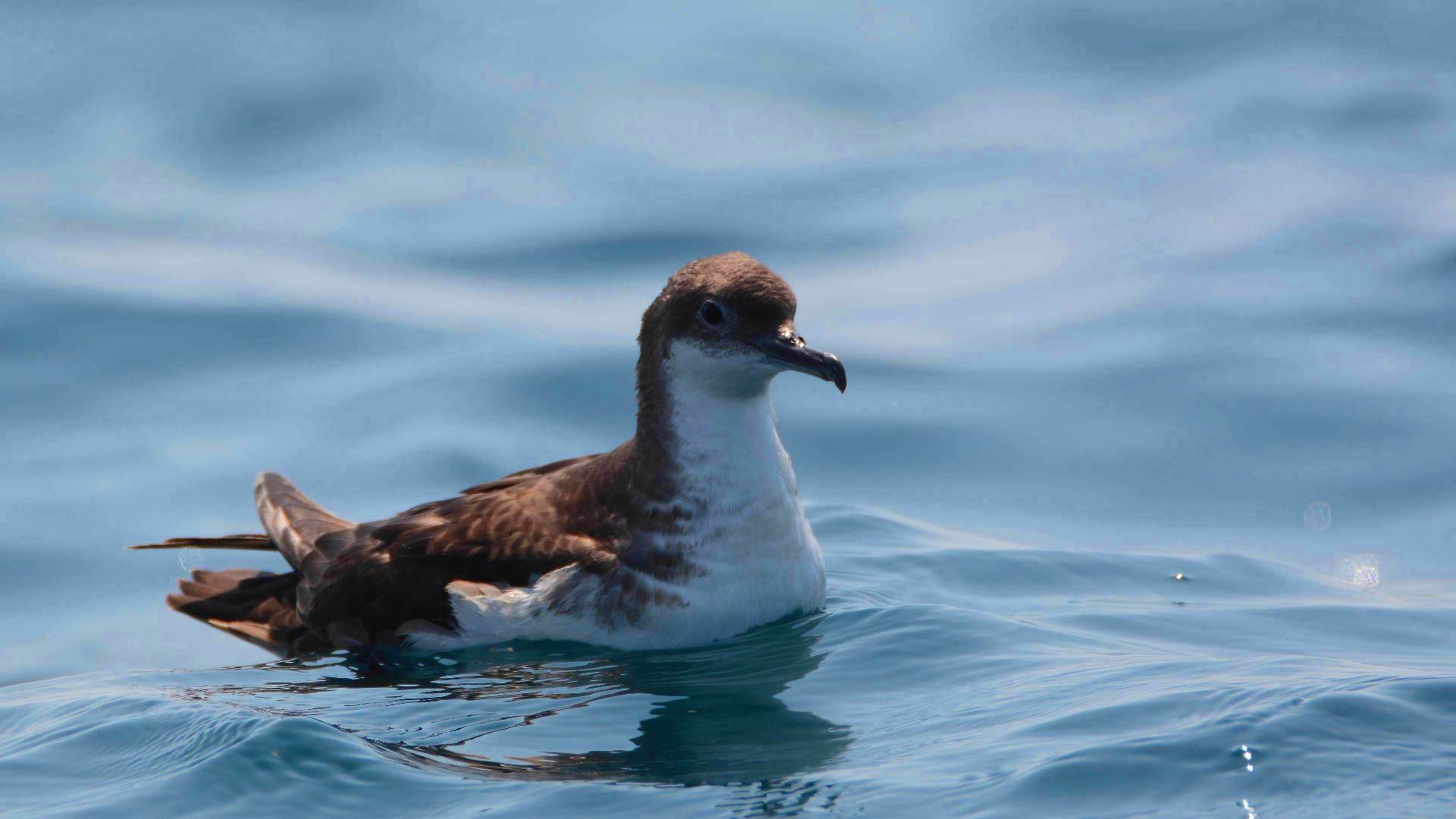 Yelkouan Shearwater