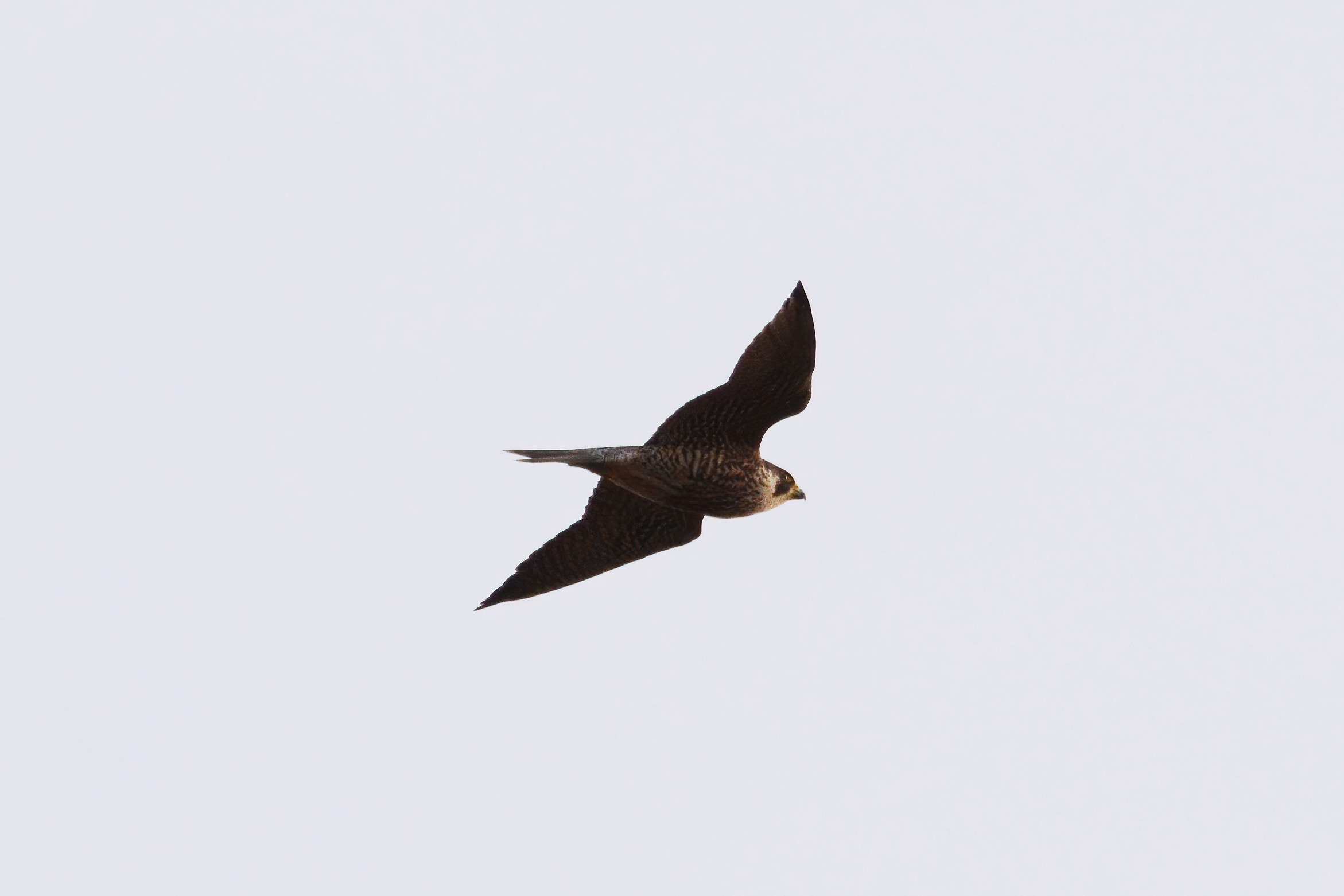 Peregrine Falcon