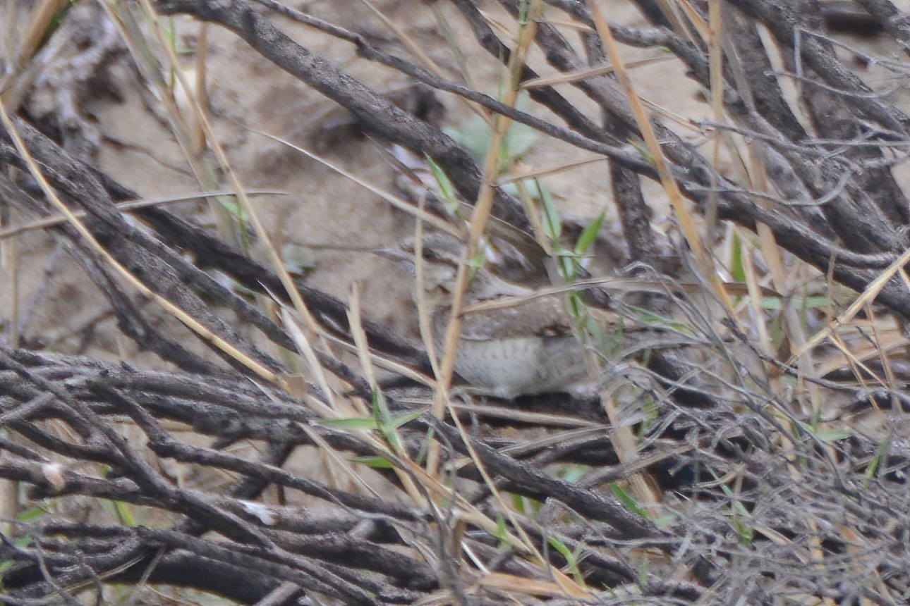 Eurasian Wryneck