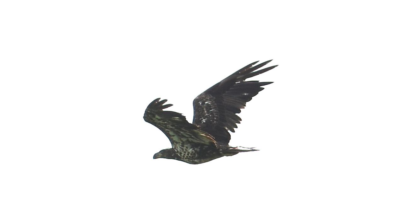 Ak Başlı Kartal
