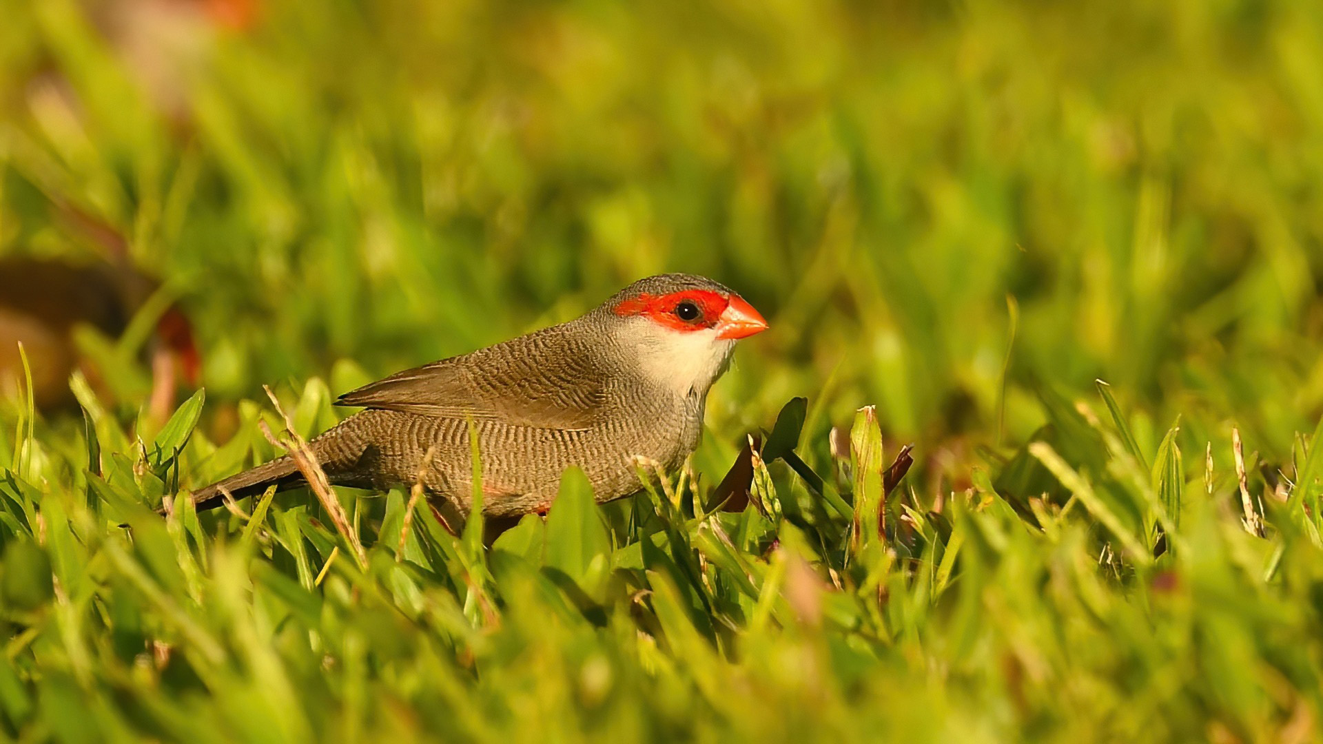 Common Waxbill