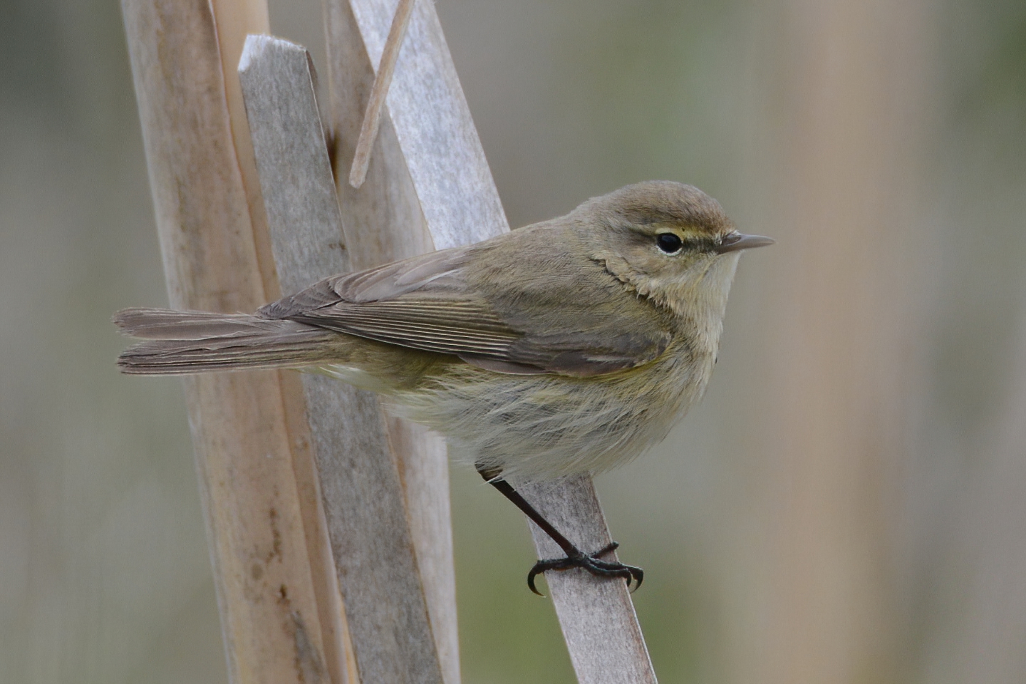 Common Chiffchaff