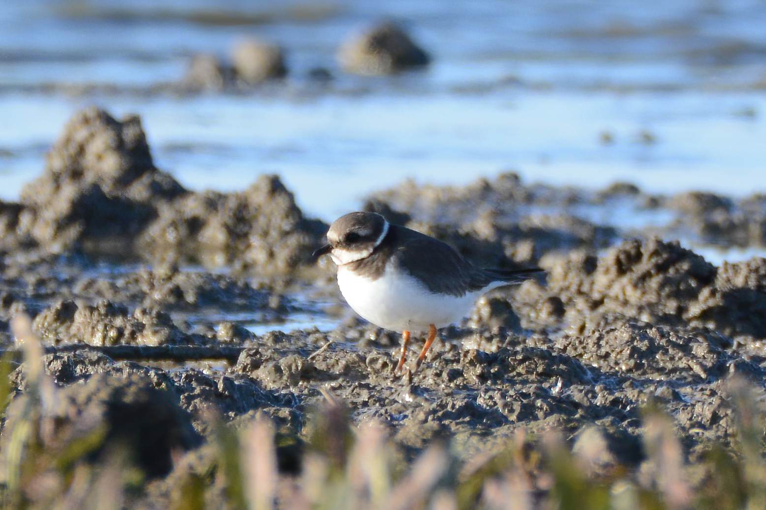 Common Ringed Plover