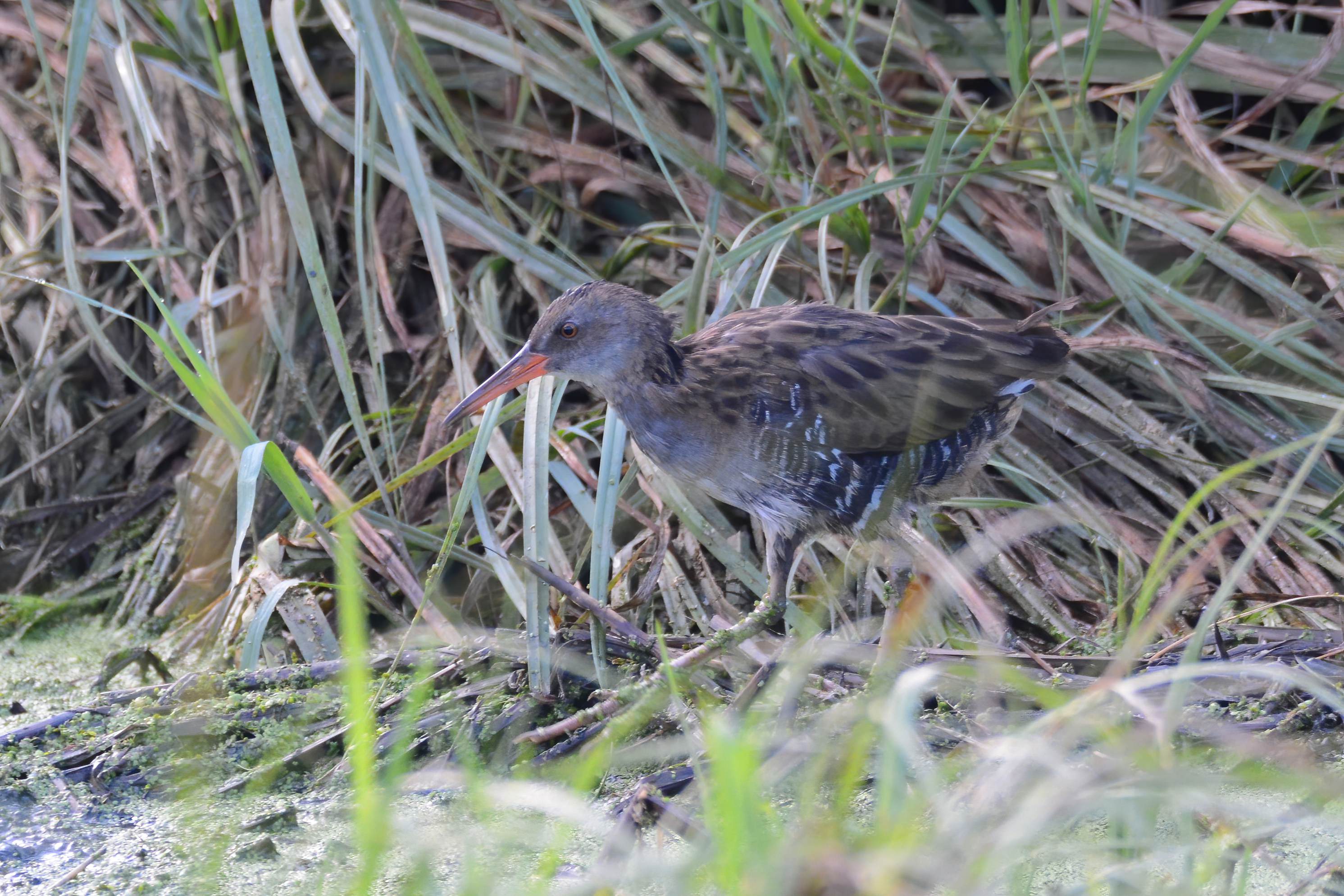 Water Rail — Ana fotoğraf
