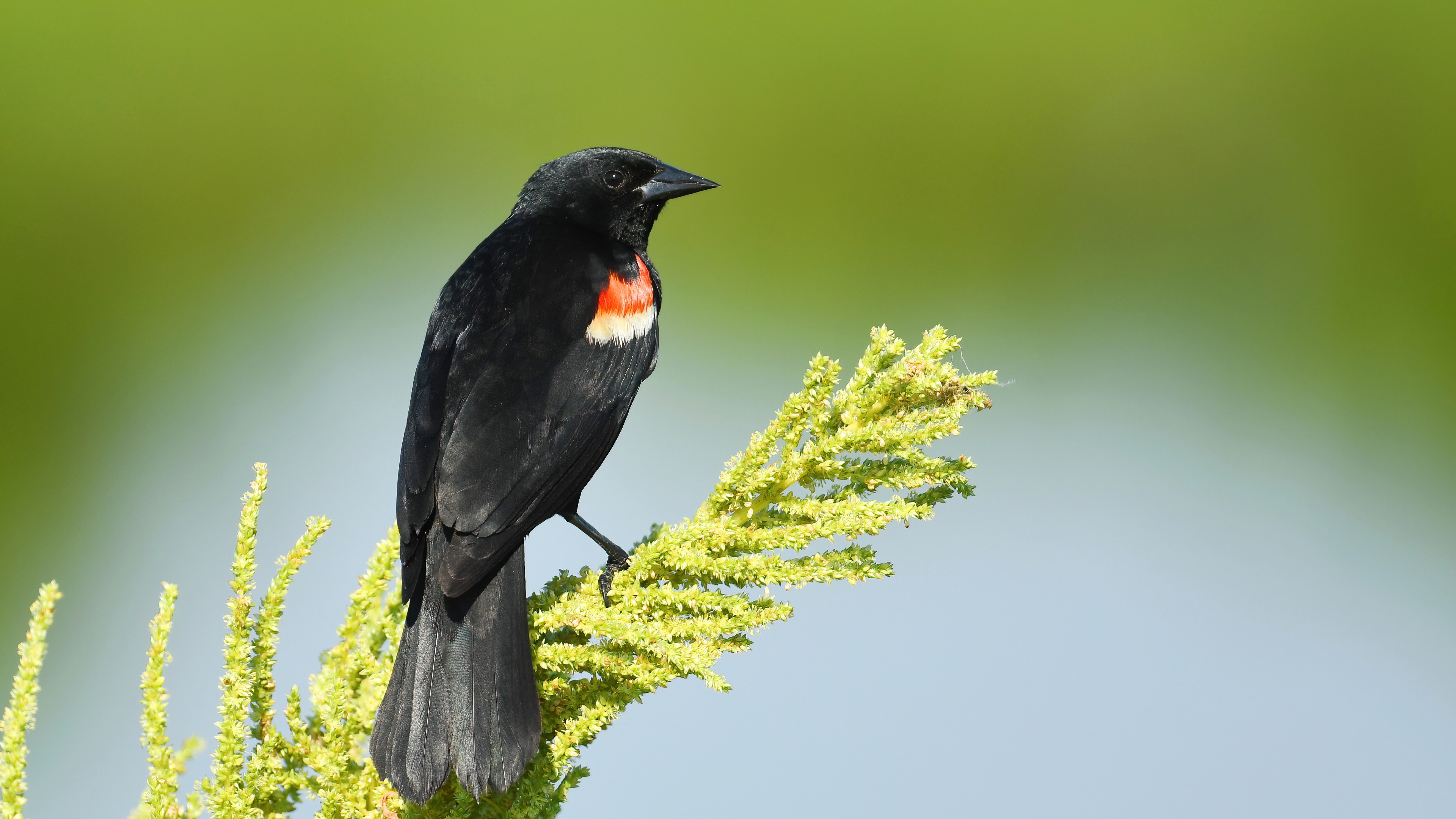 Red-winged Blackbird