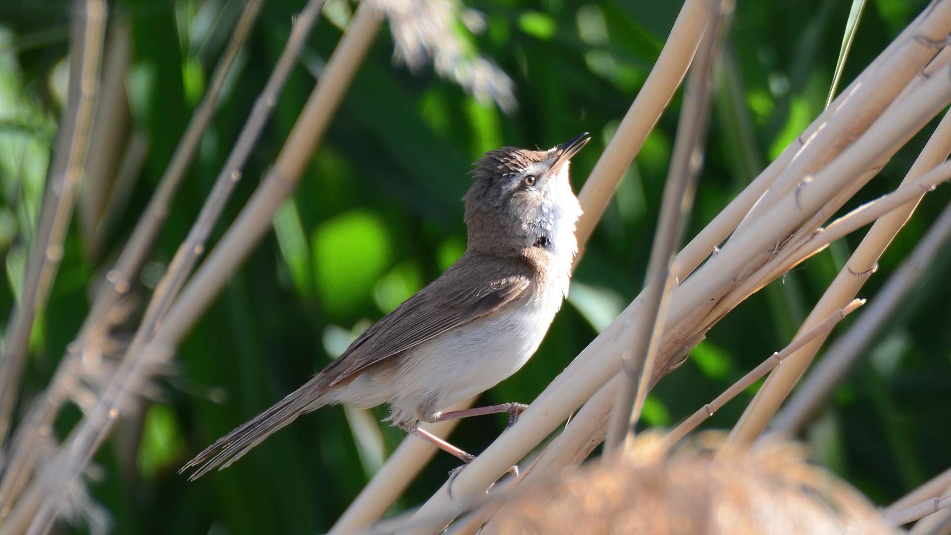 Paddyfield Warbler