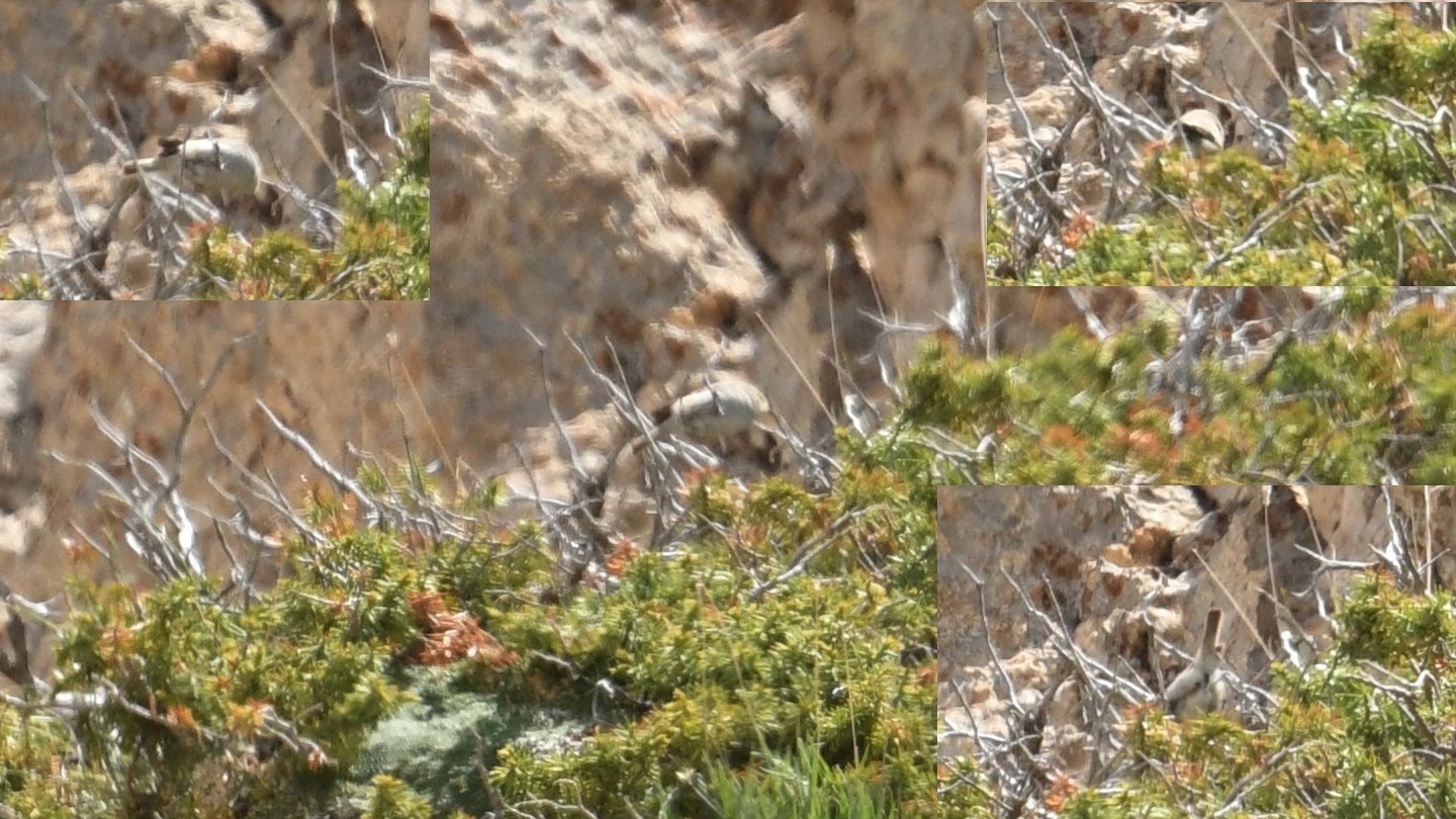 Plain Leaf Warbler