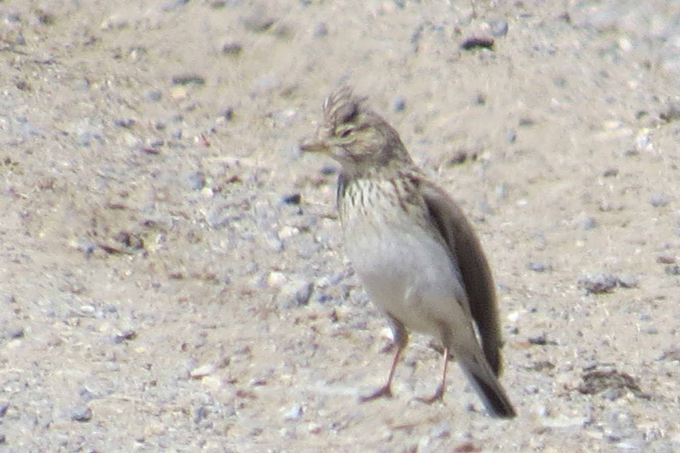 Lesser Short-toed Lark