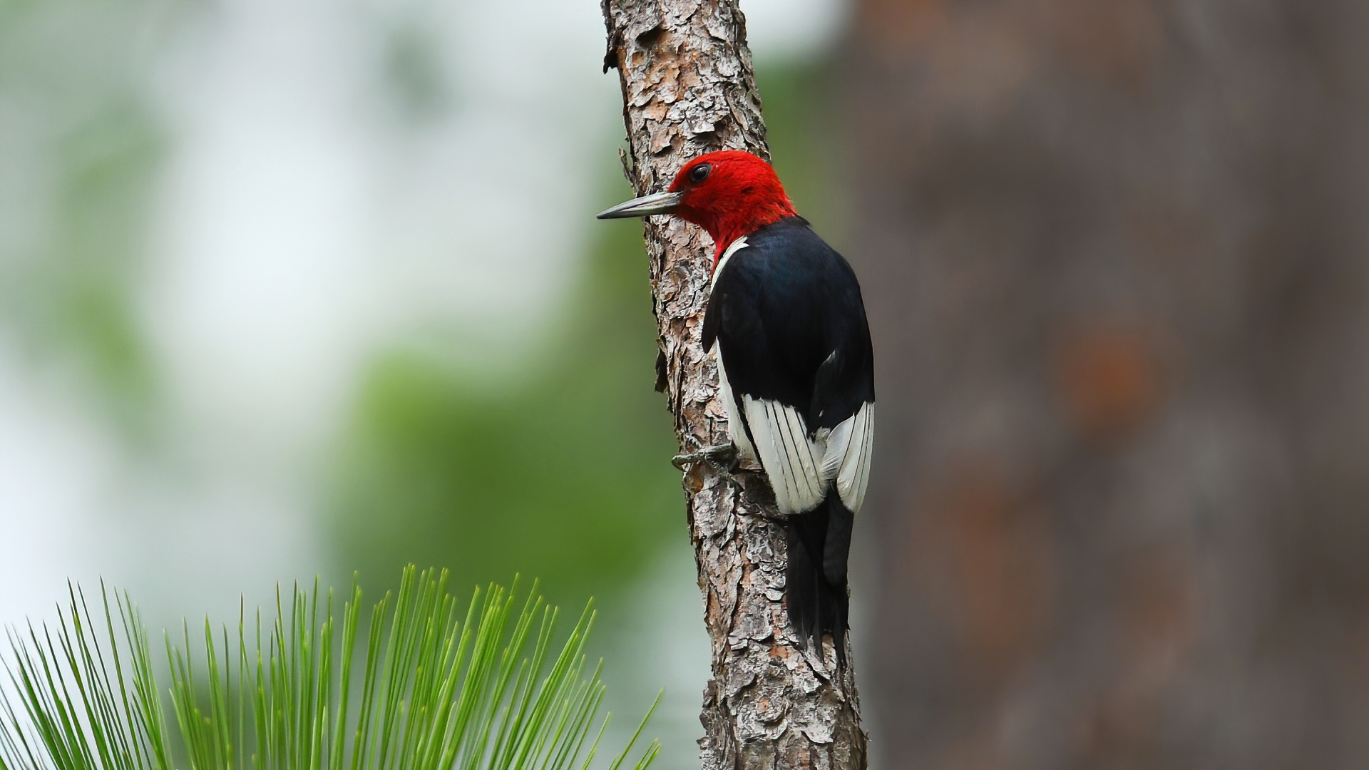 Red-headed Woodpecker