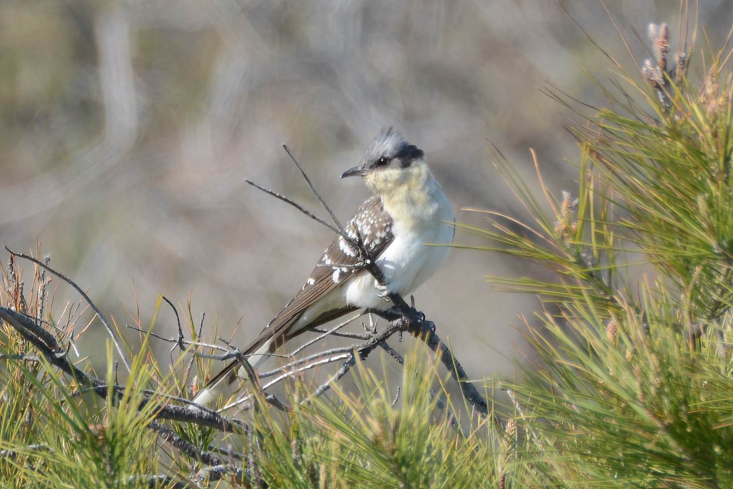 Great Spotted Cuckoo — Ana fotoğraf