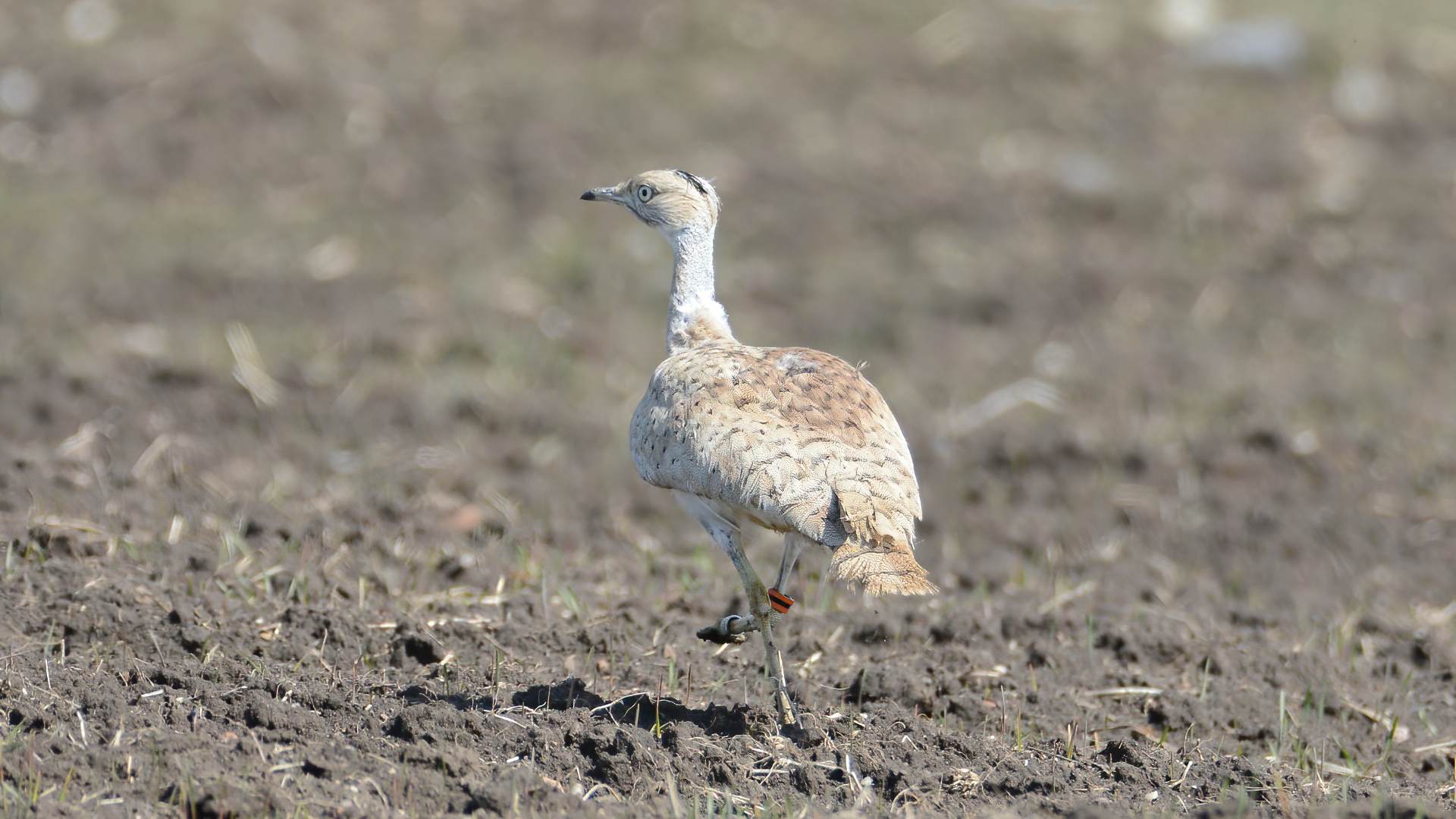 Macqueen's Bustard