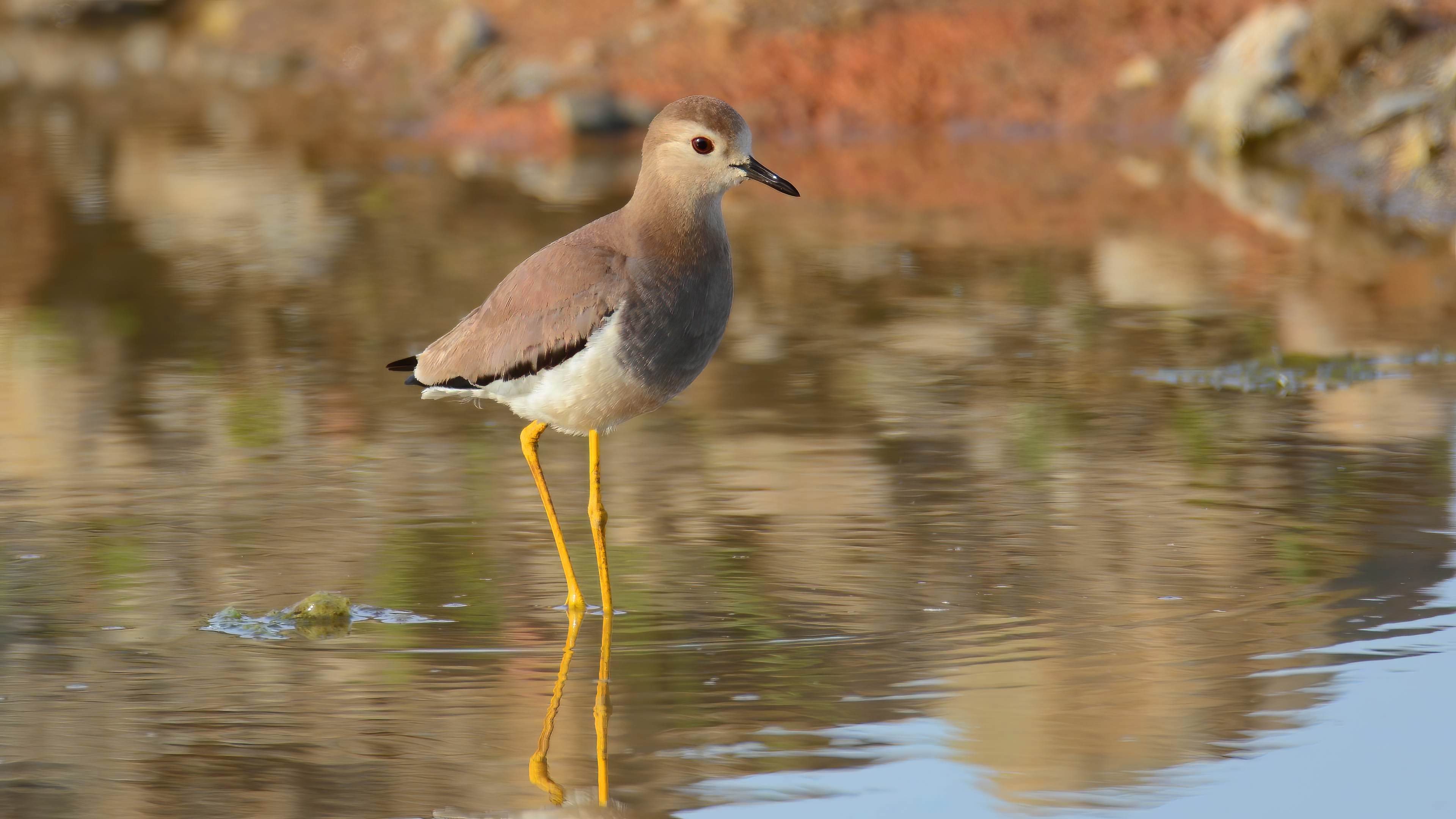 White-tailed Lapwing