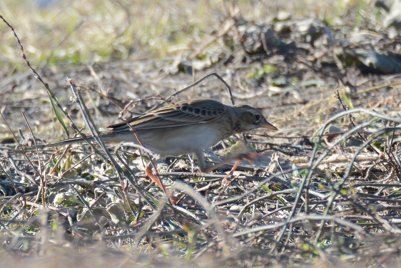 Blyth's Pipit