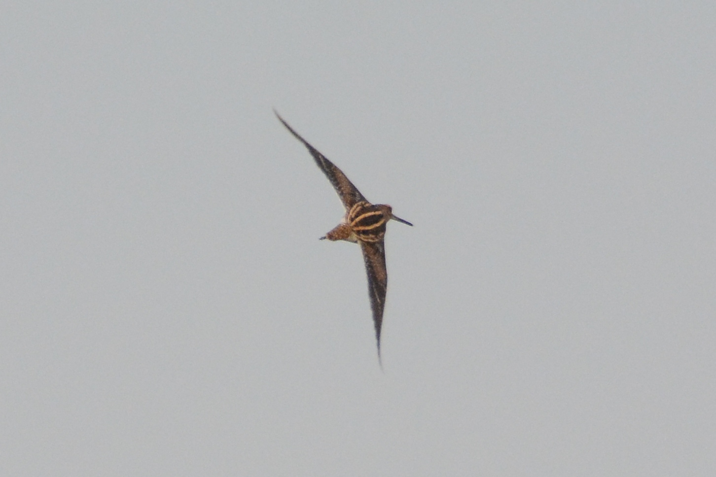 Pin-tailed Snipe