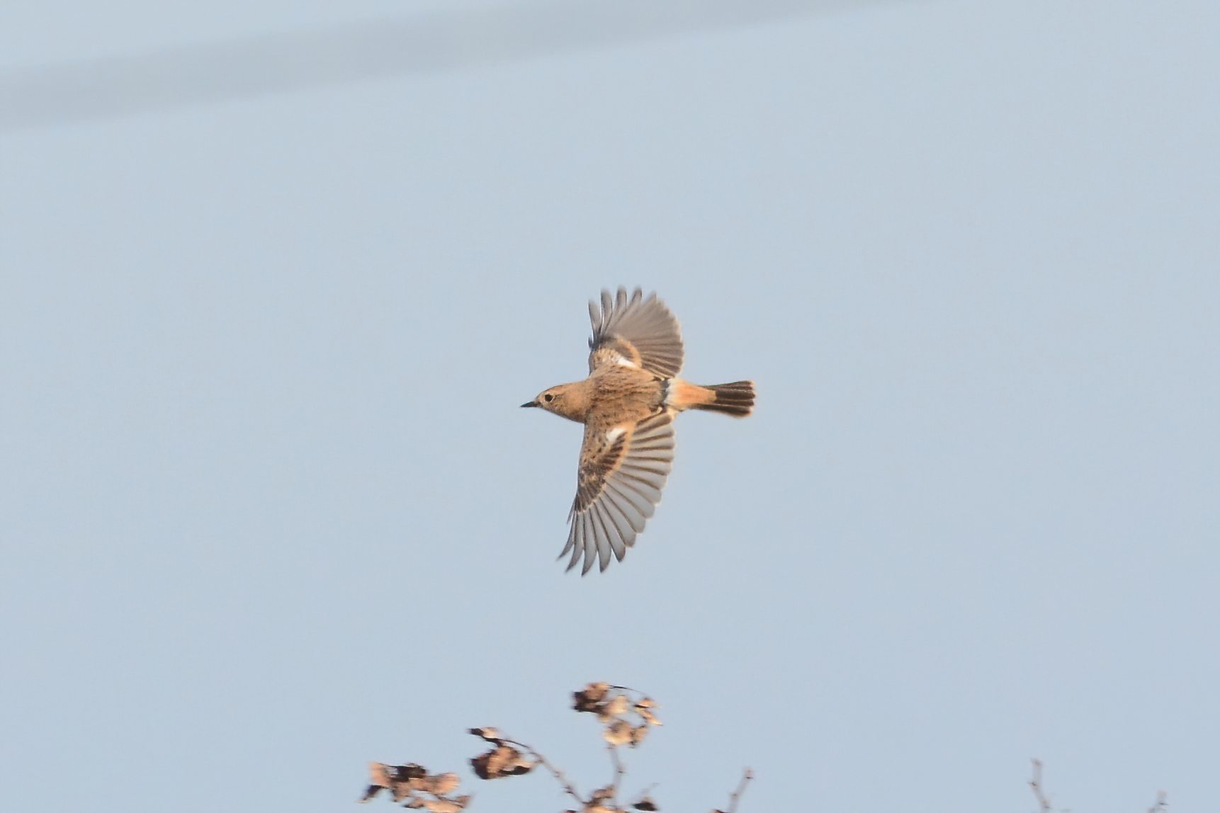 Siberian Stonechat