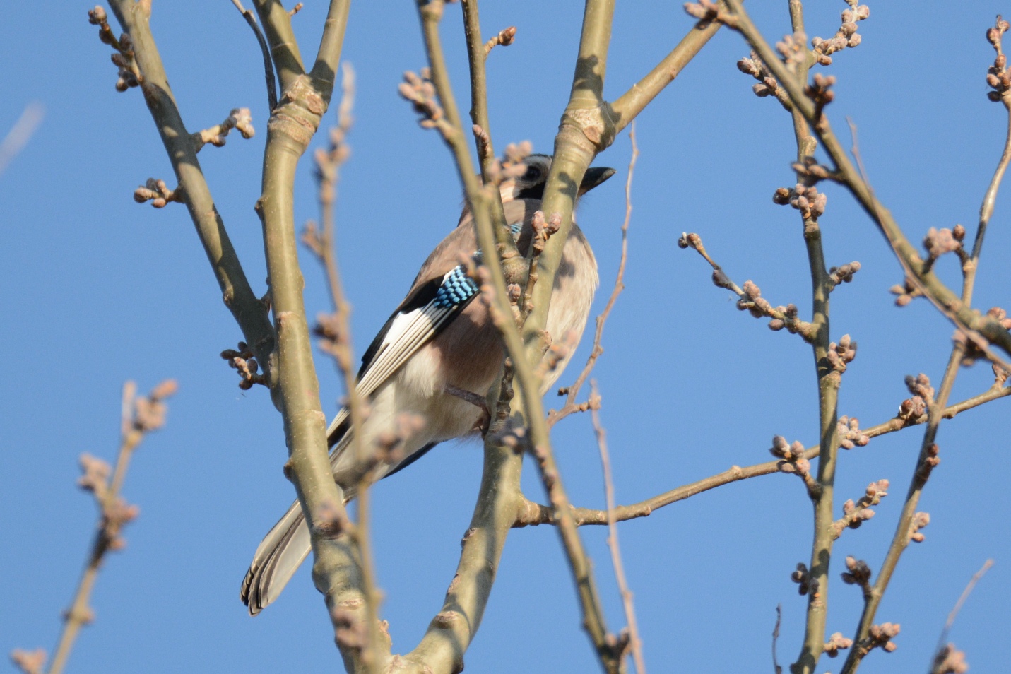 Eurasian Jay