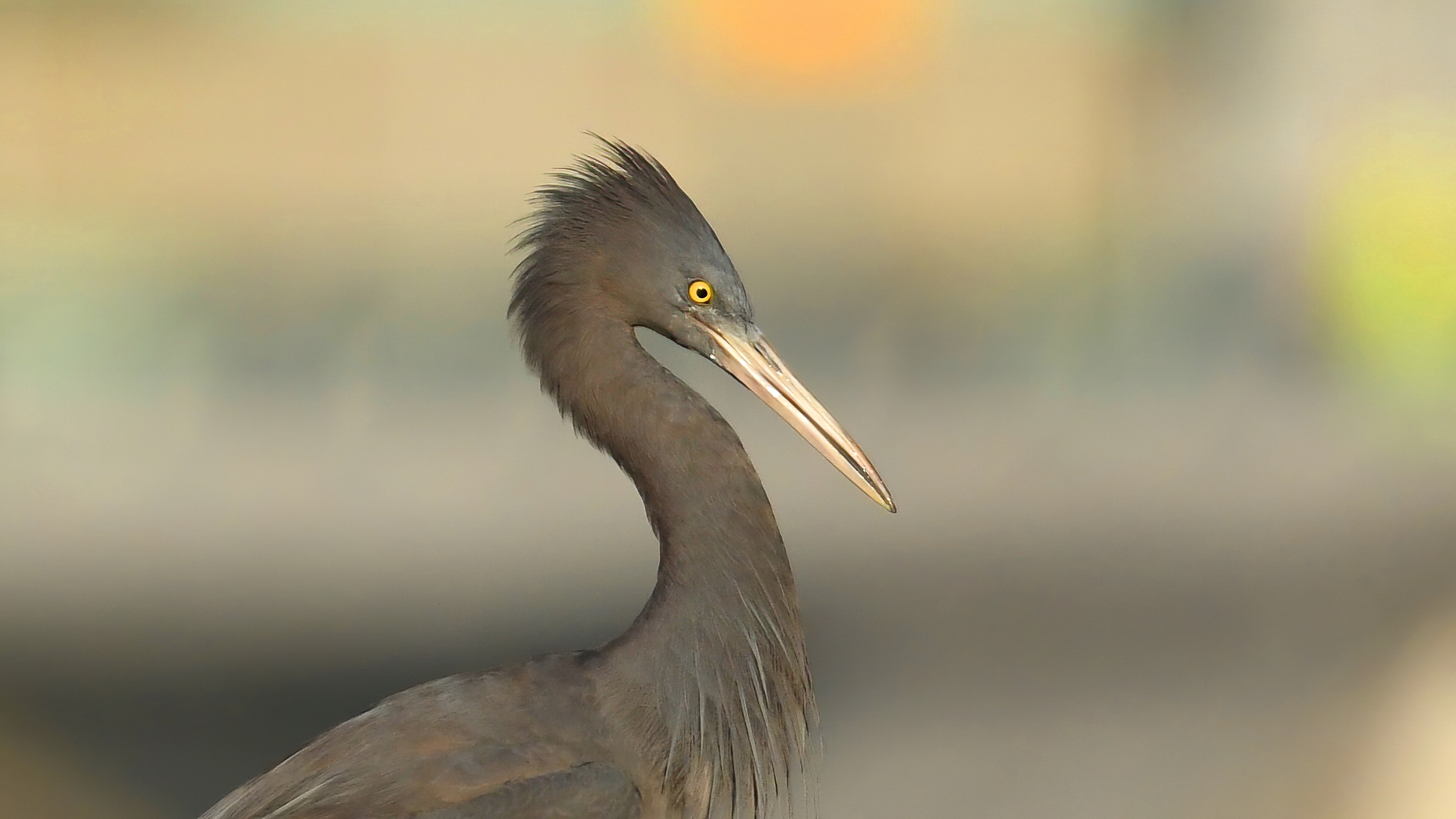 Pacific Reef-Heron