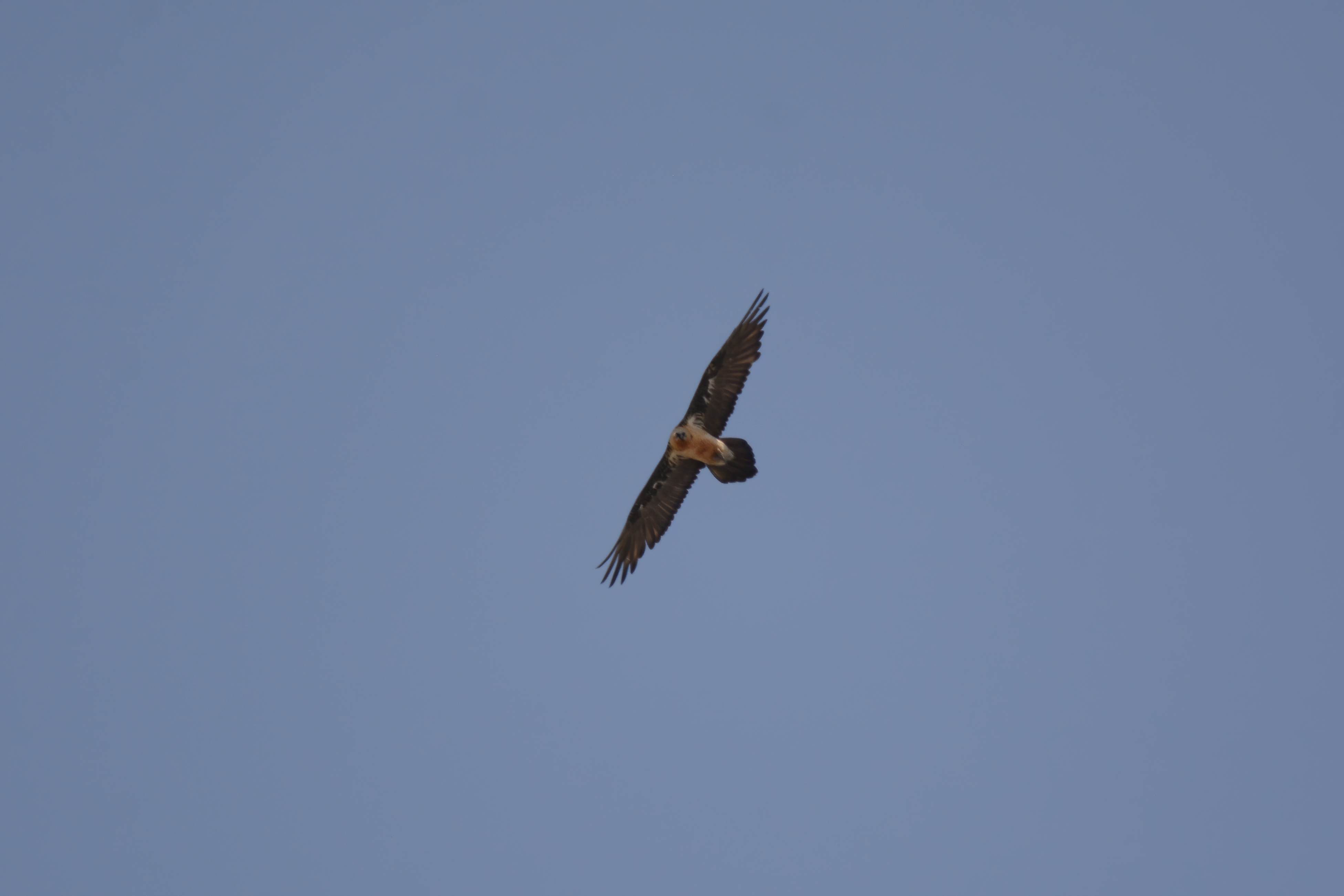 Bearded Vulture