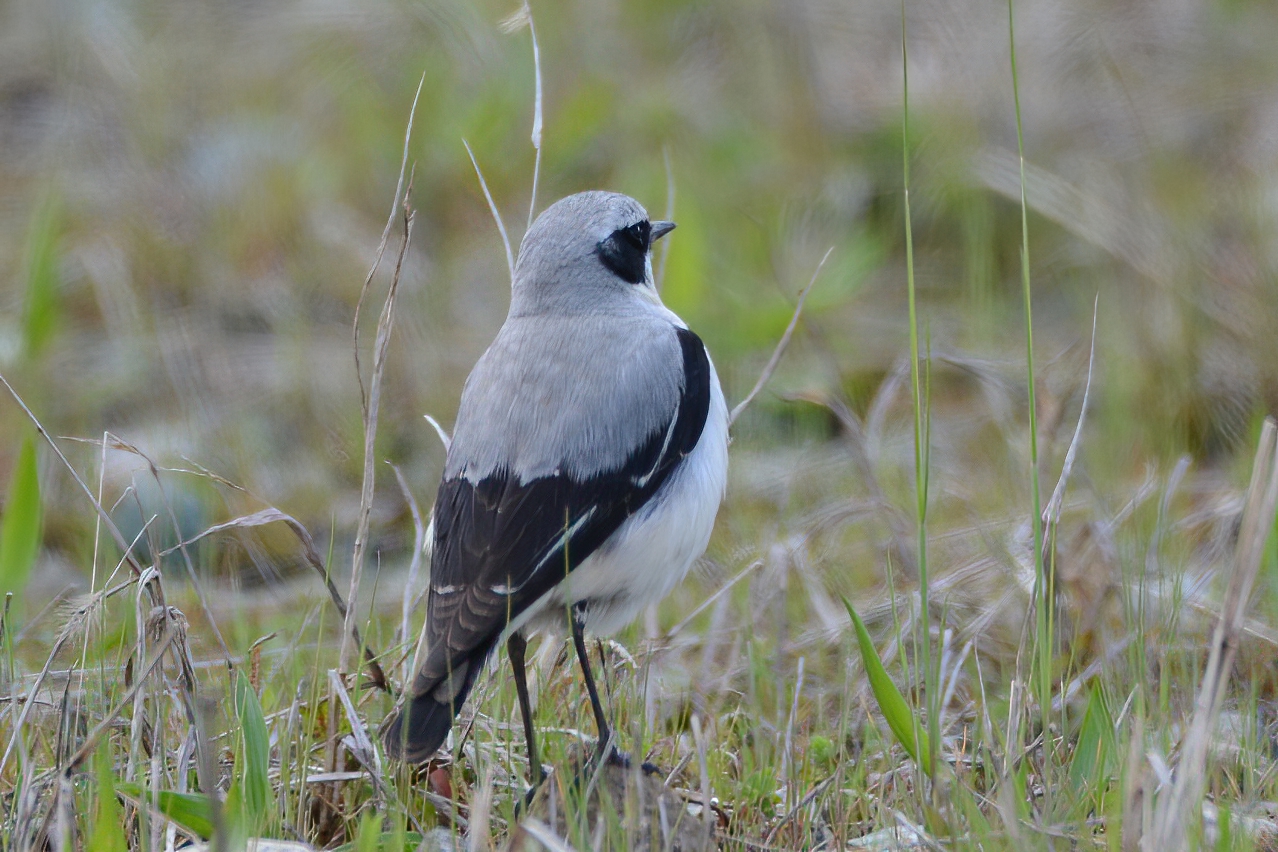 Northern Wheatear