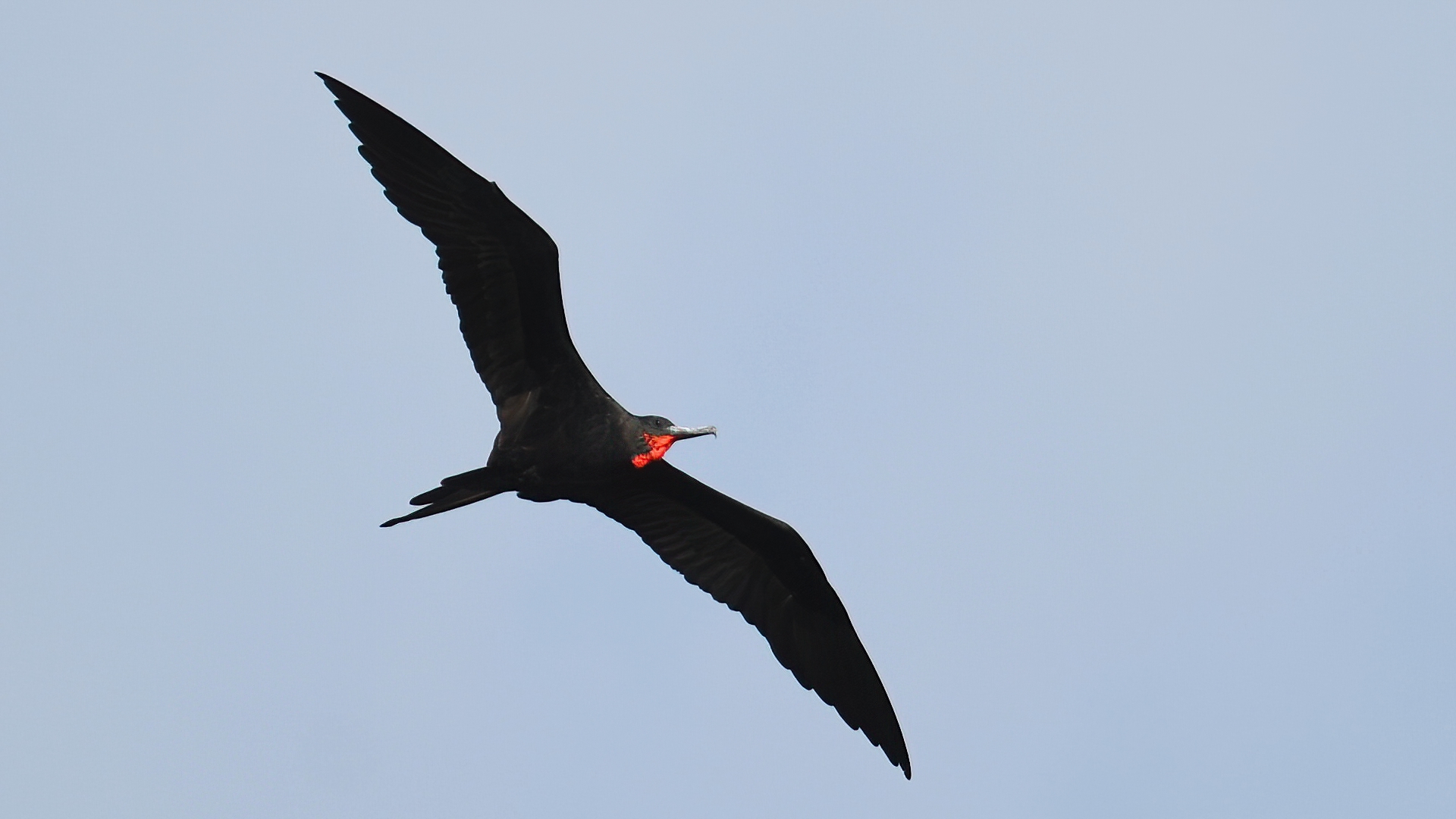 Magnificent Frigatebird