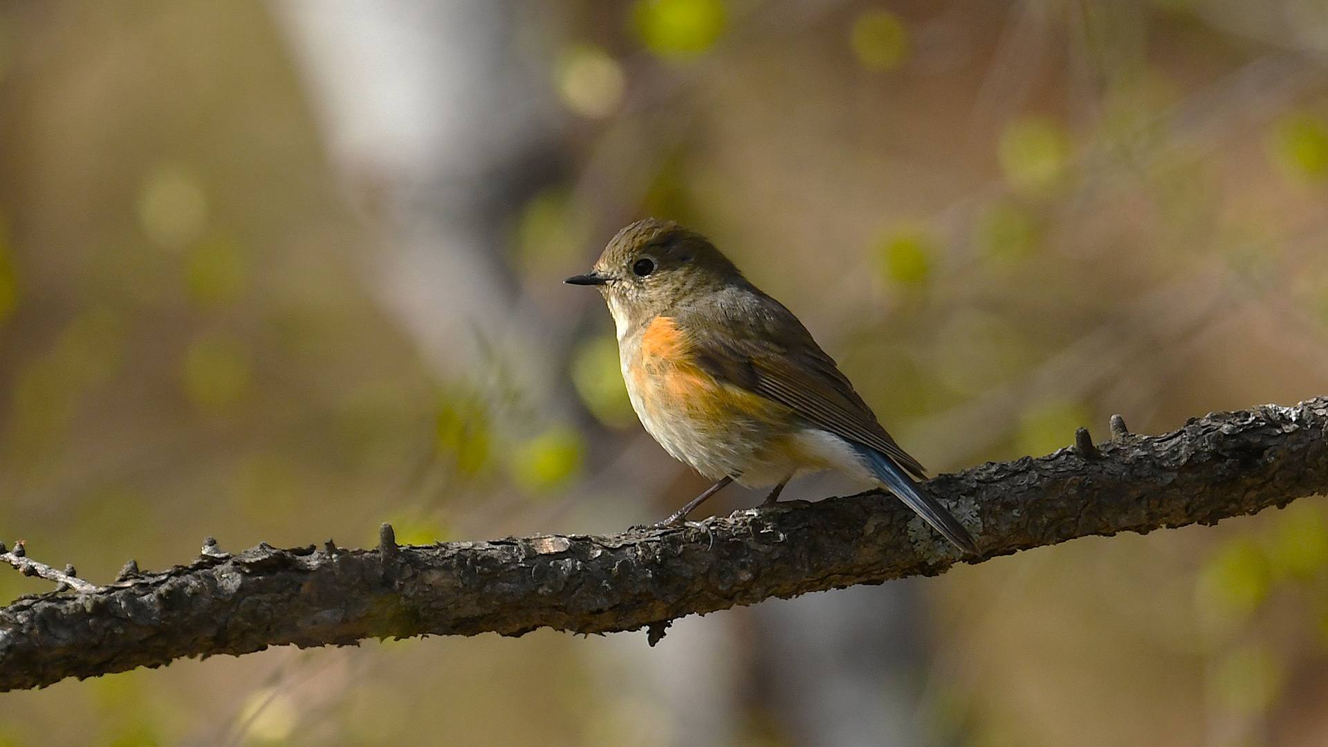 Red-flanked Bluetail
