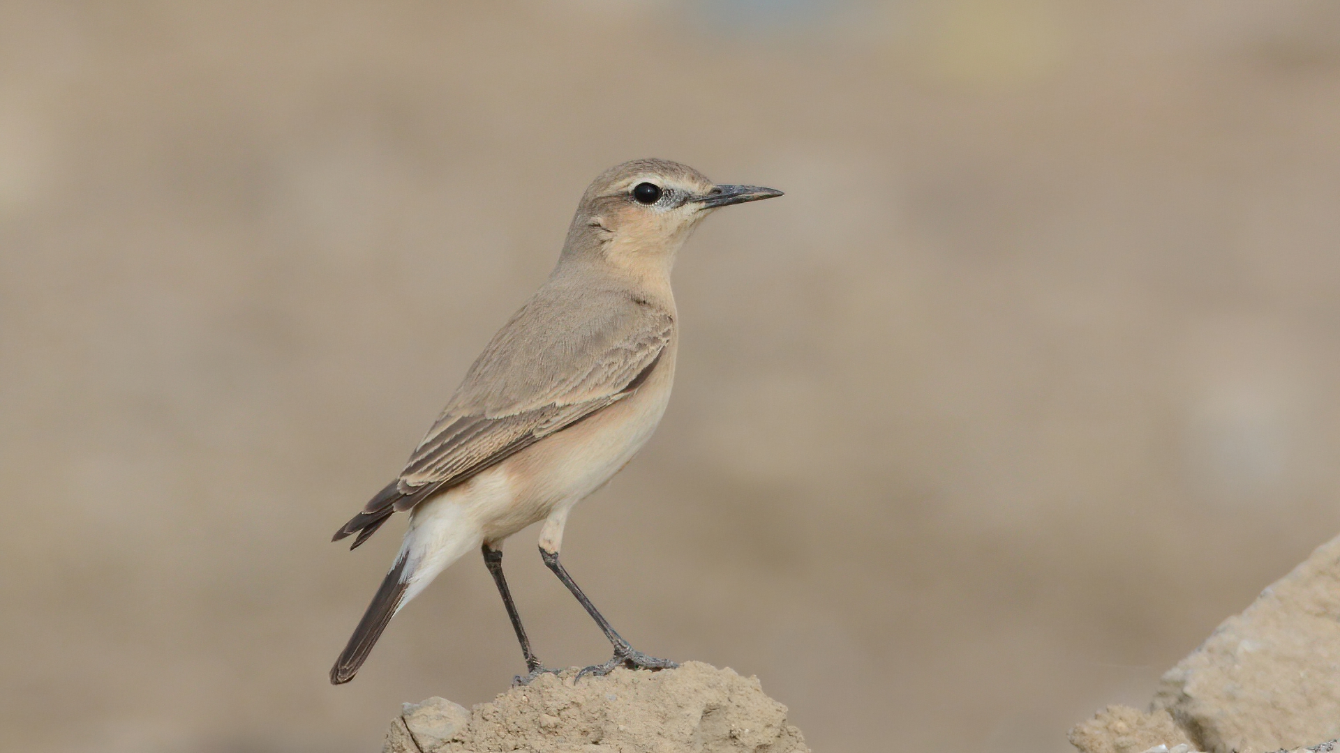 Isabelline Wheatear