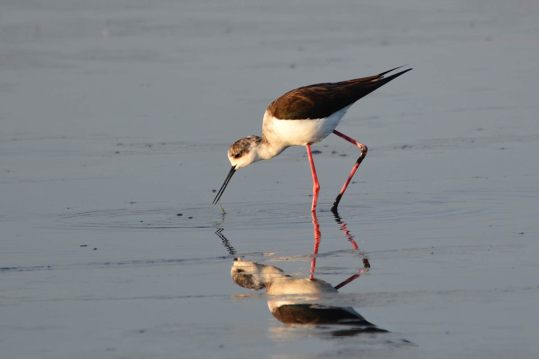 Black-winged Stilt
