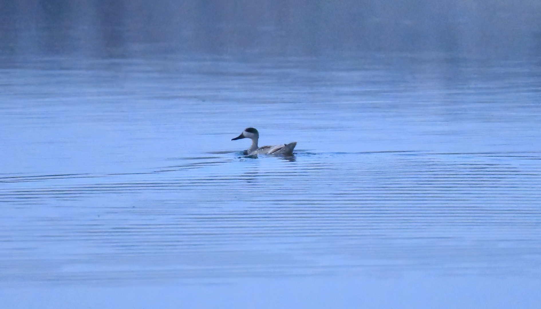 Marbled Teal — Ana fotoğraf