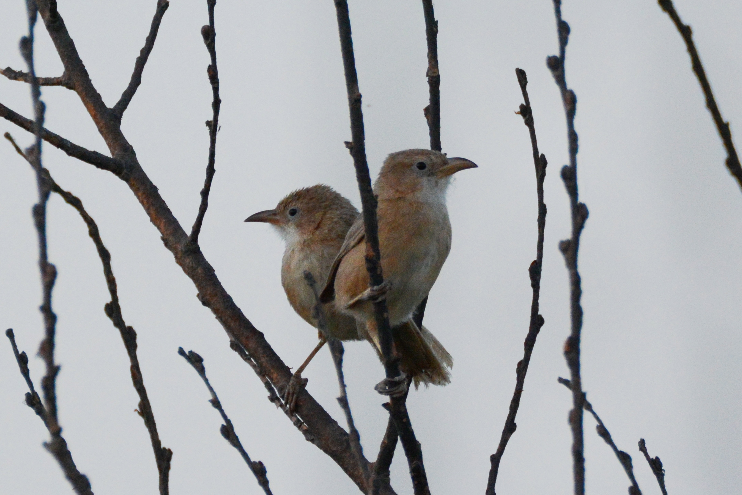 Iraq Babbler