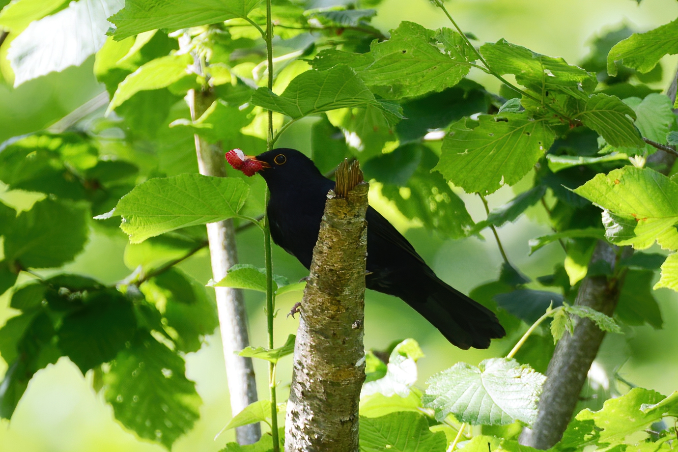 Eurasian Blackbird