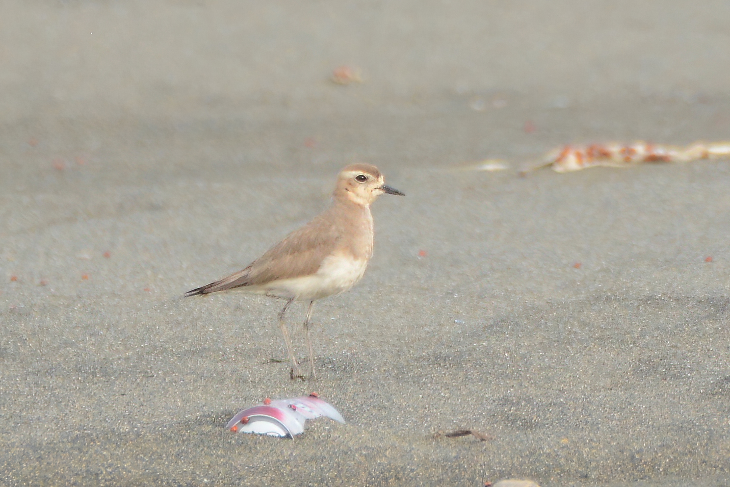 Caspian Plover