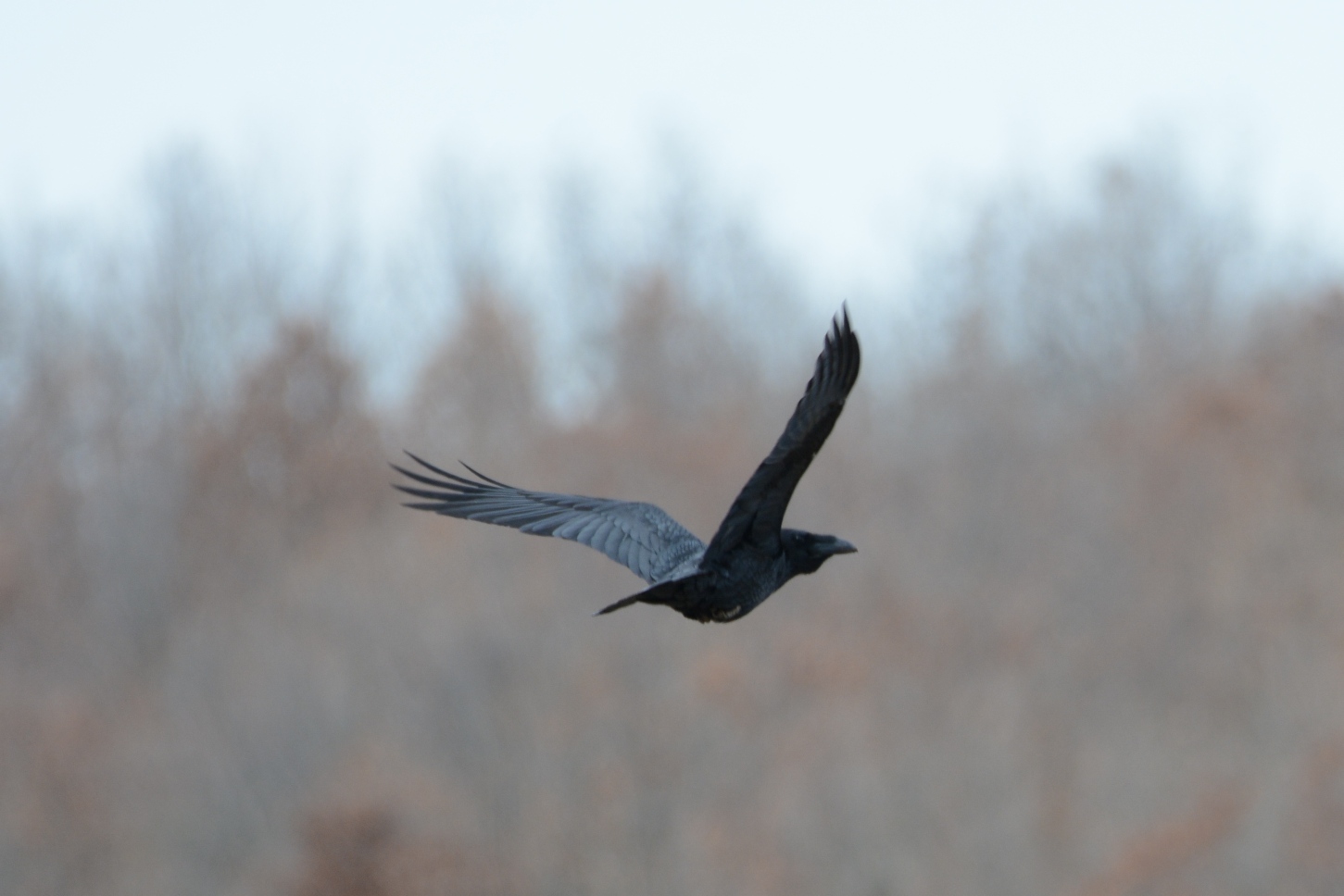 Common Raven