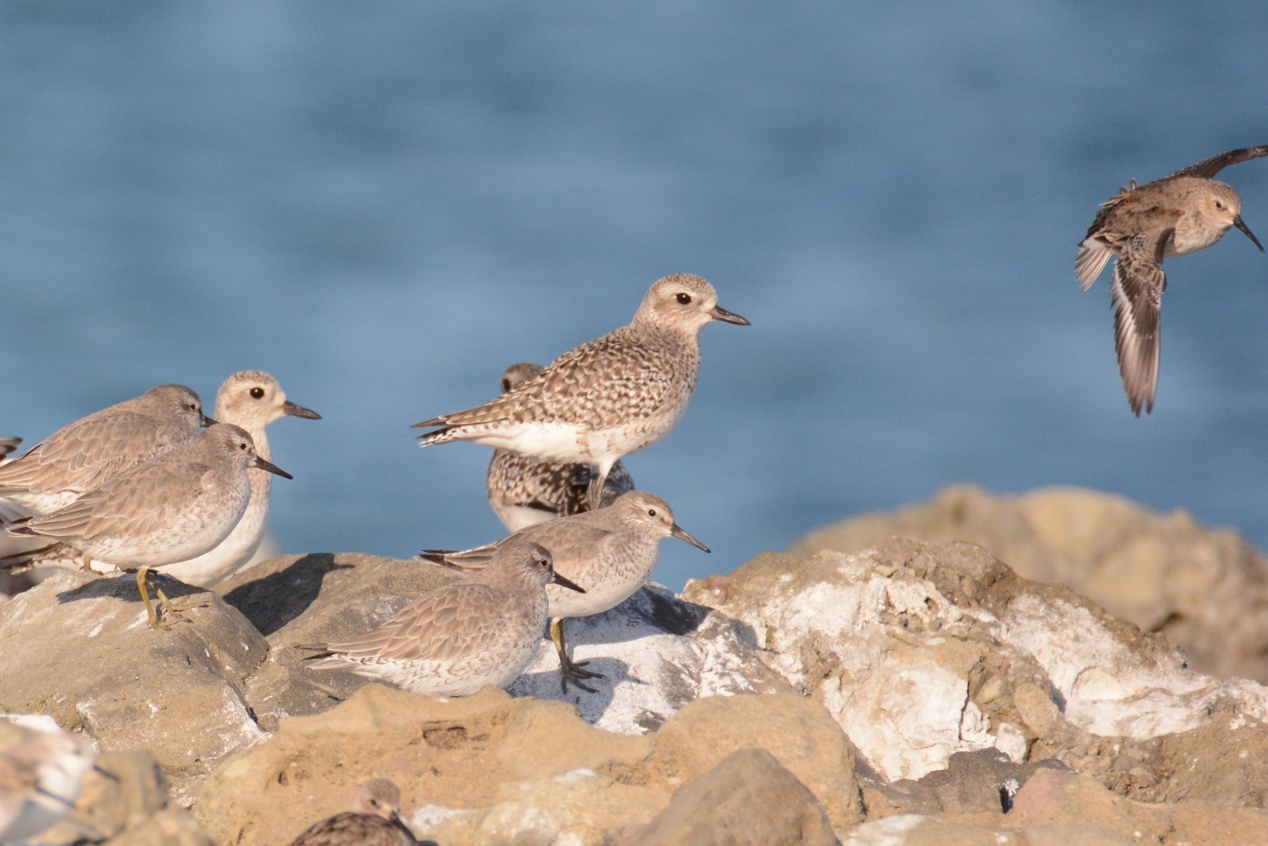 Black-bellied Plover