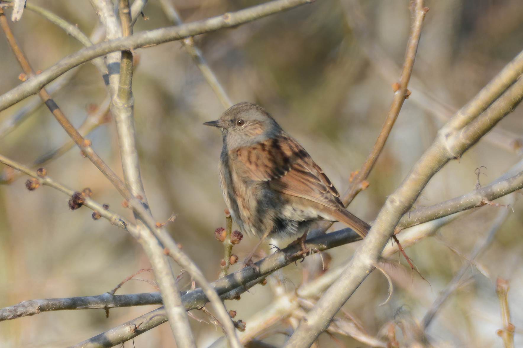 Dunnock