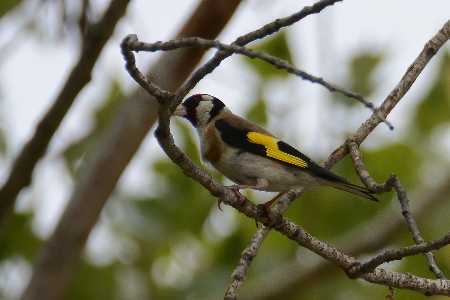 European Goldfinch