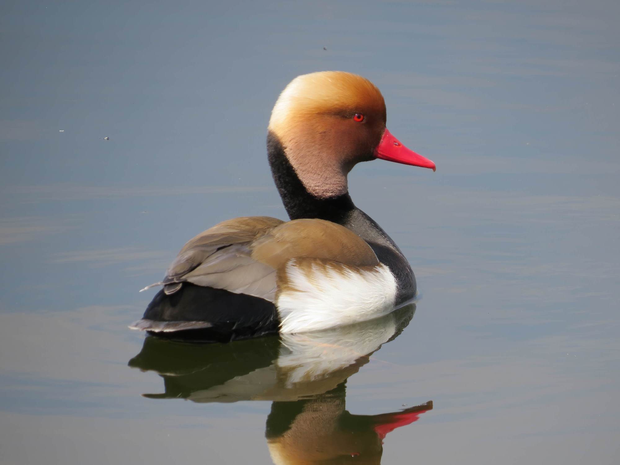 Red-crested Pochard