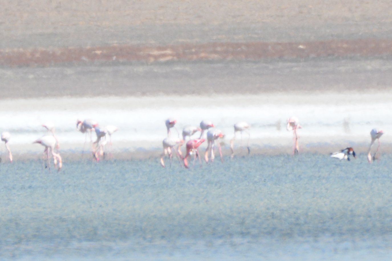 Lesser Flamingo — Ana fotoğraf