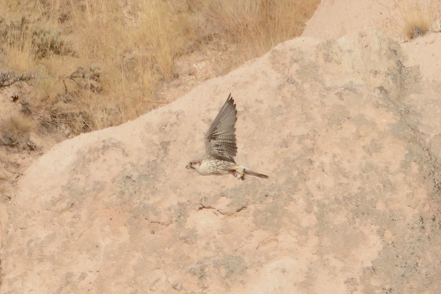 Lanner Falcon