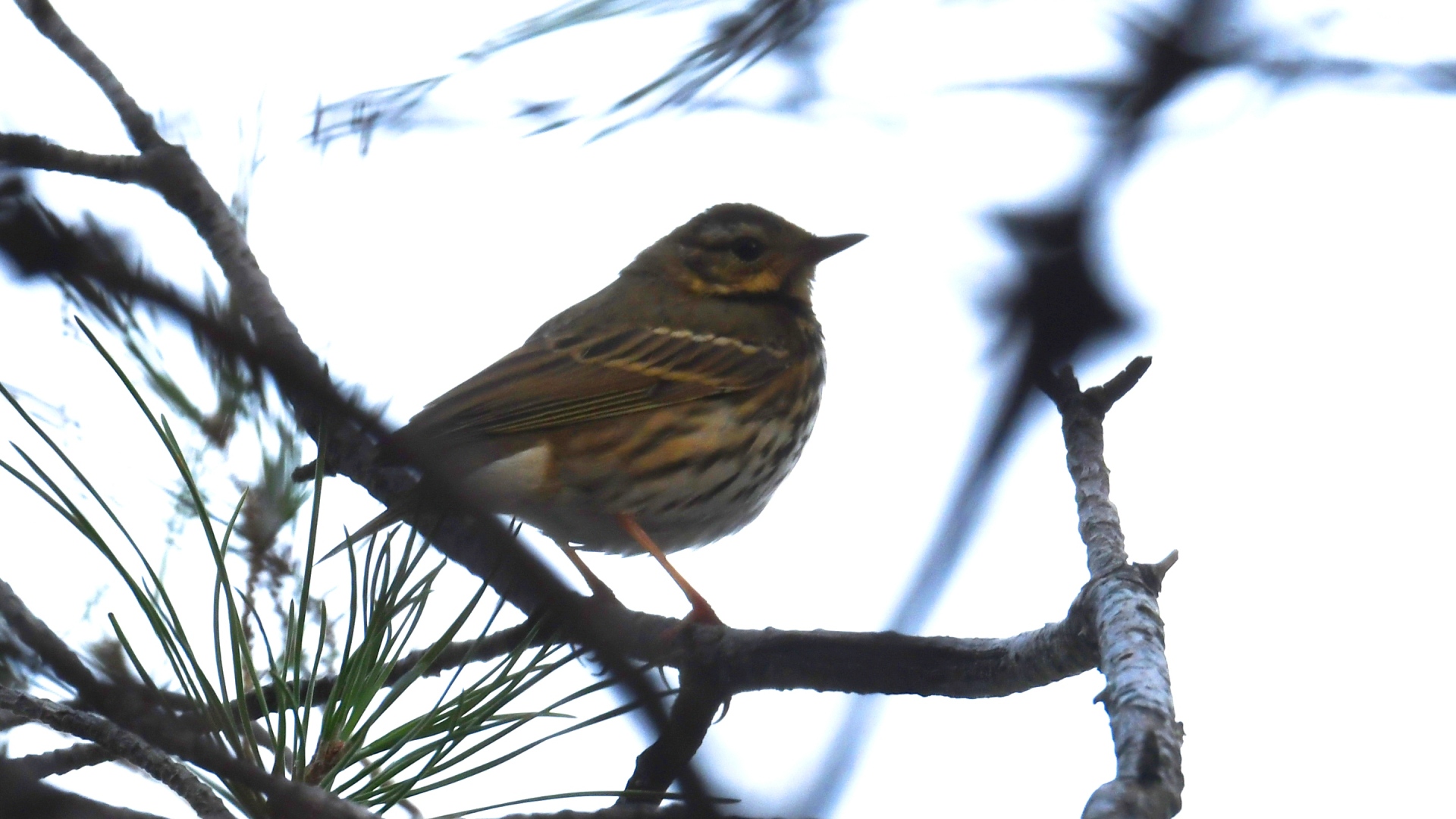 Olive-backed Pipit — Ana fotoğraf