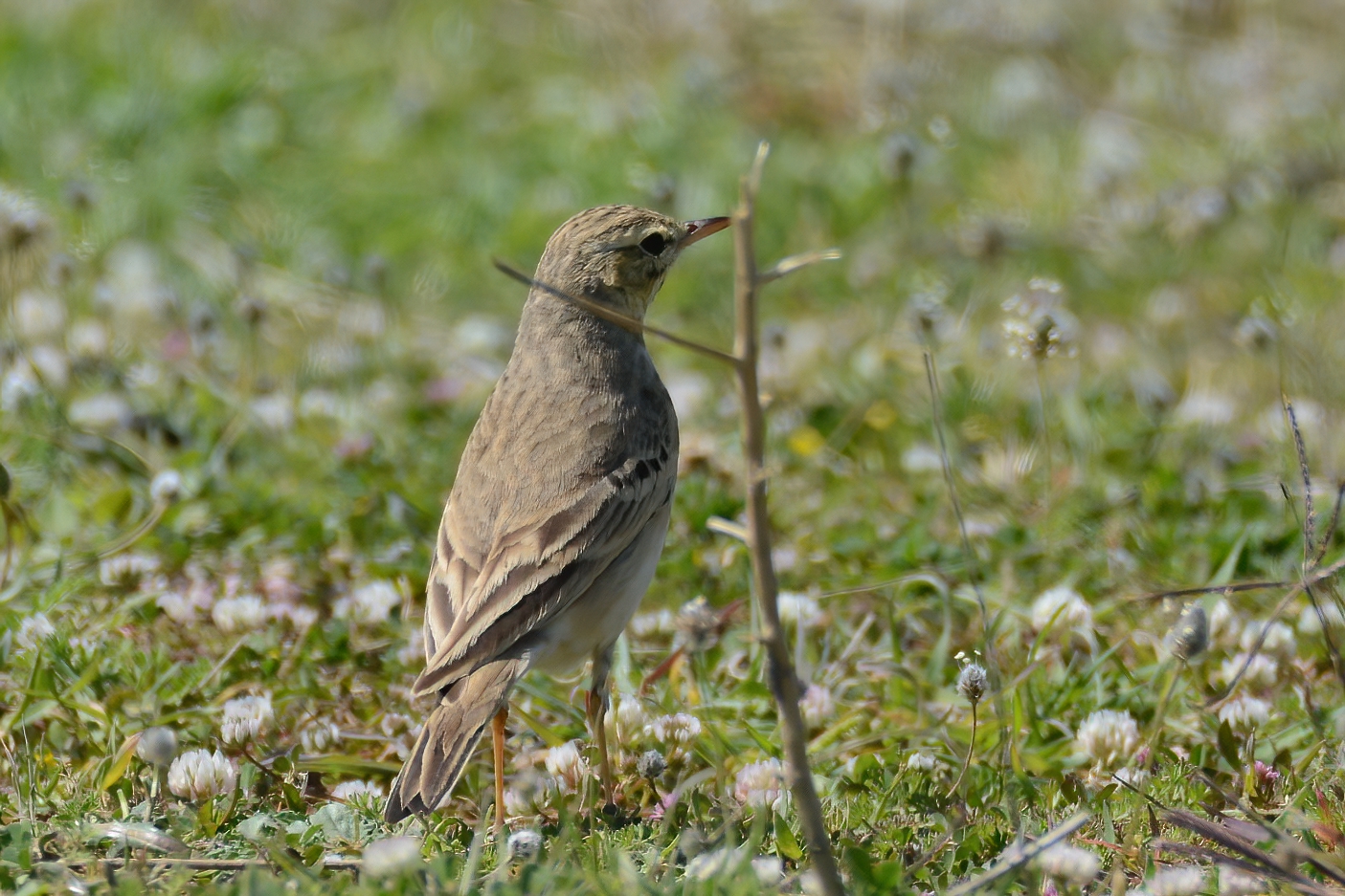 Tawny Pipit