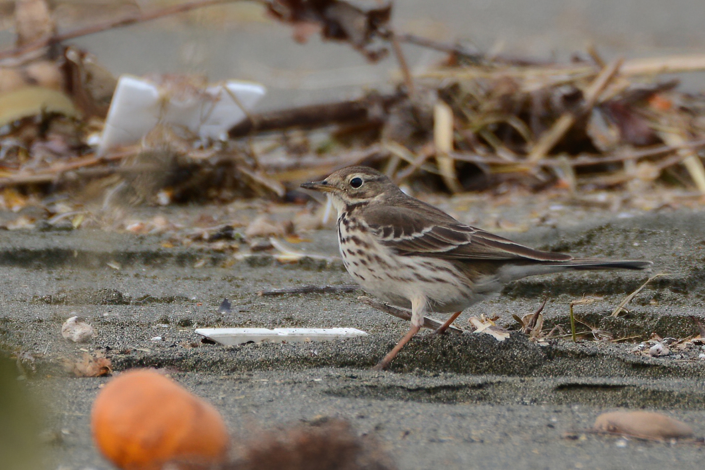 American Pipit