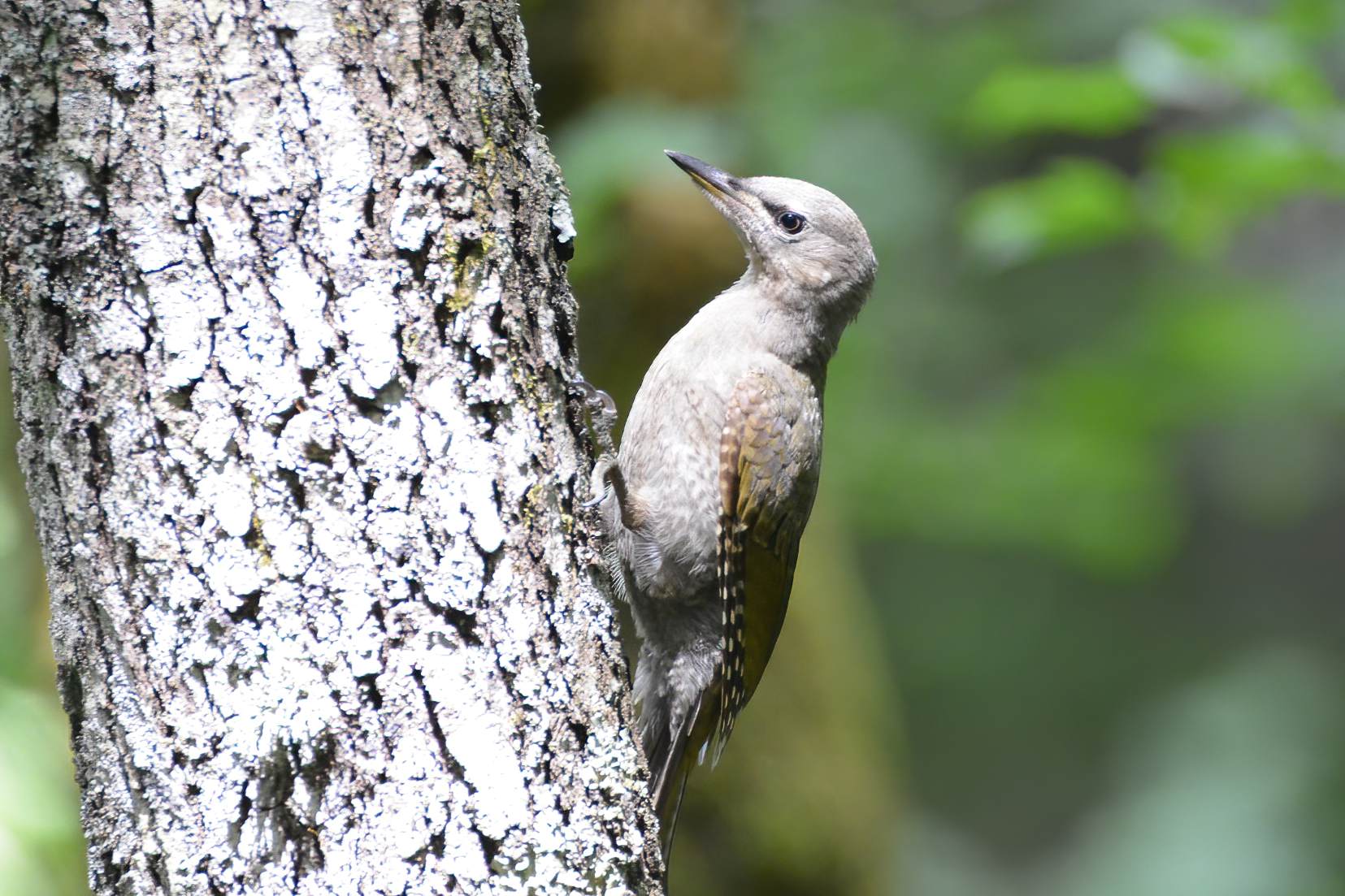 Gray-headed Woodpecker — Ana fotoğraf