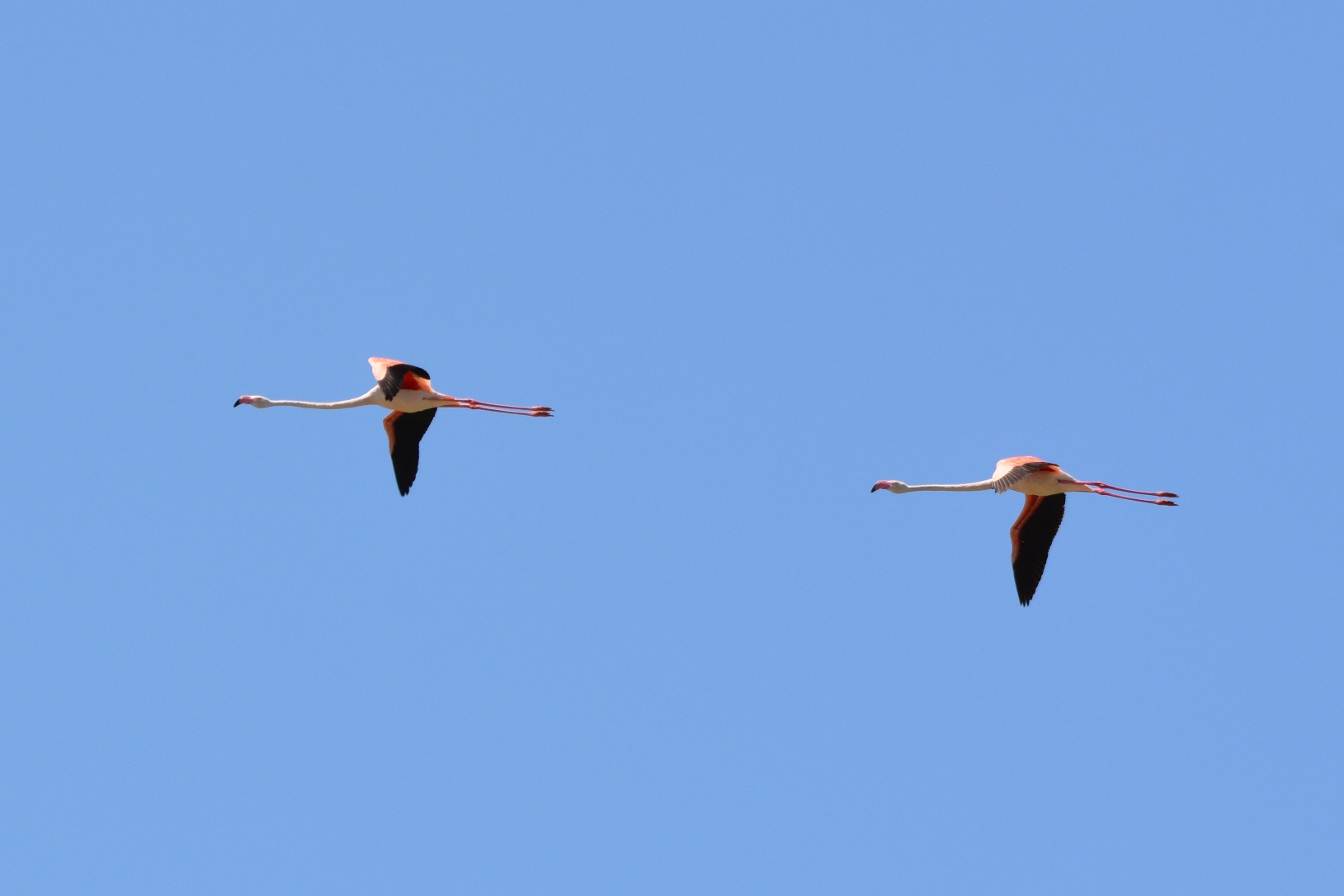 Greater Flamingo