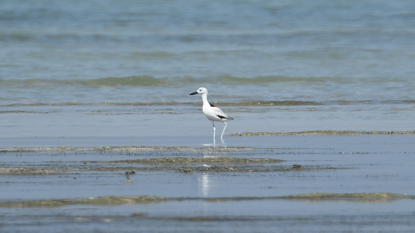 Crab-Plover