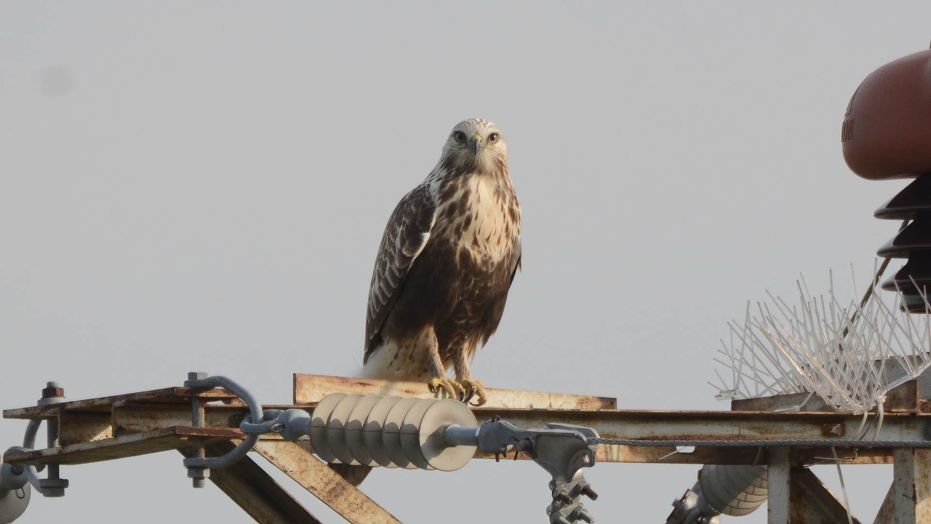 Rough-legged Hawk